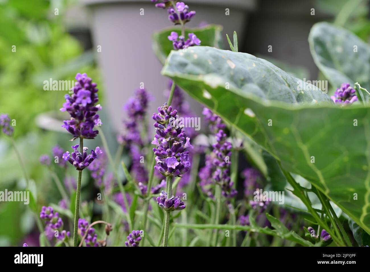 Flowering lavender next to a cabbage plant as a close up Stock Photo