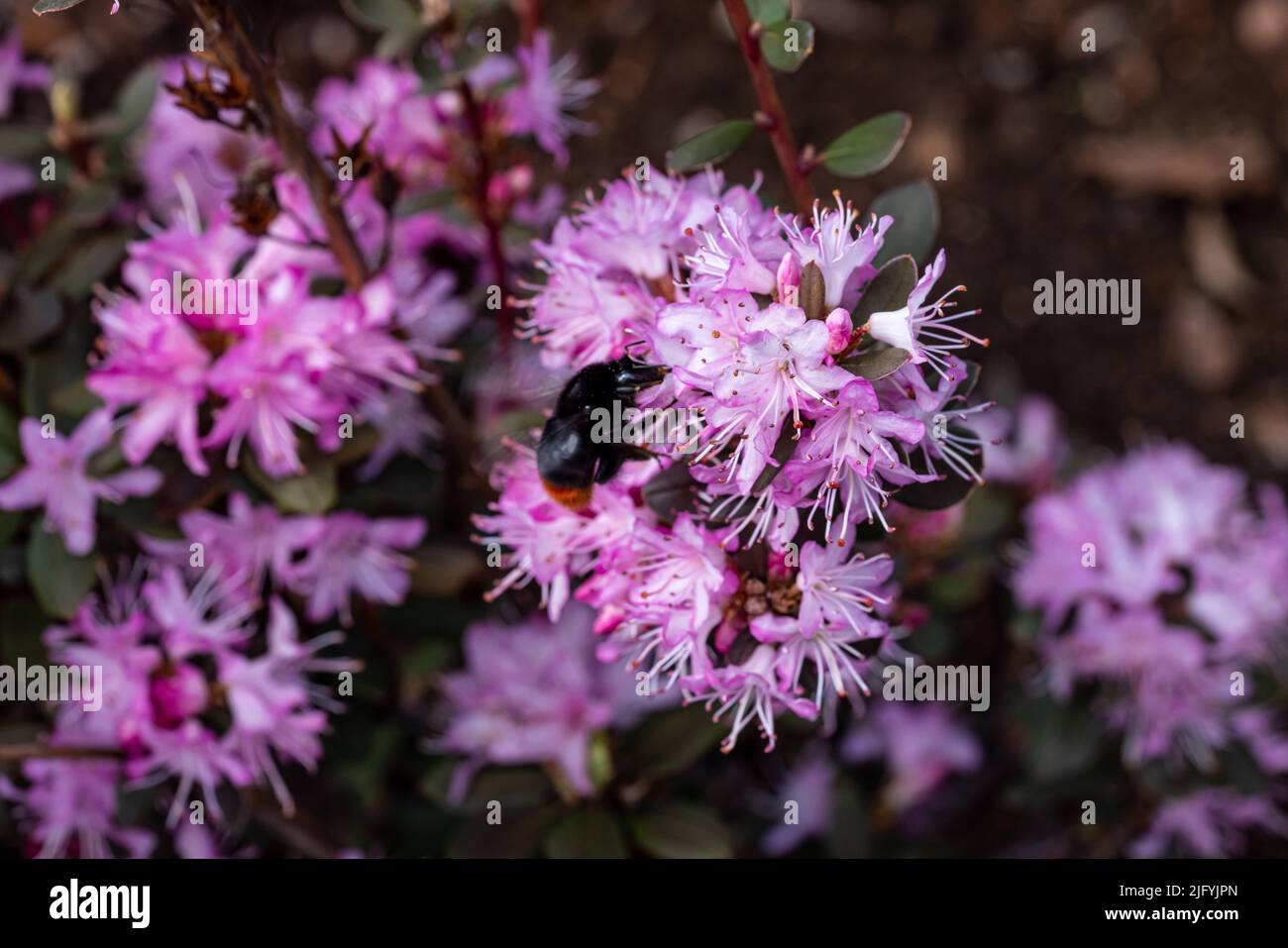 A selective focus shot of pink Rhododendron lapponicum flowers in the garden Stock Photo