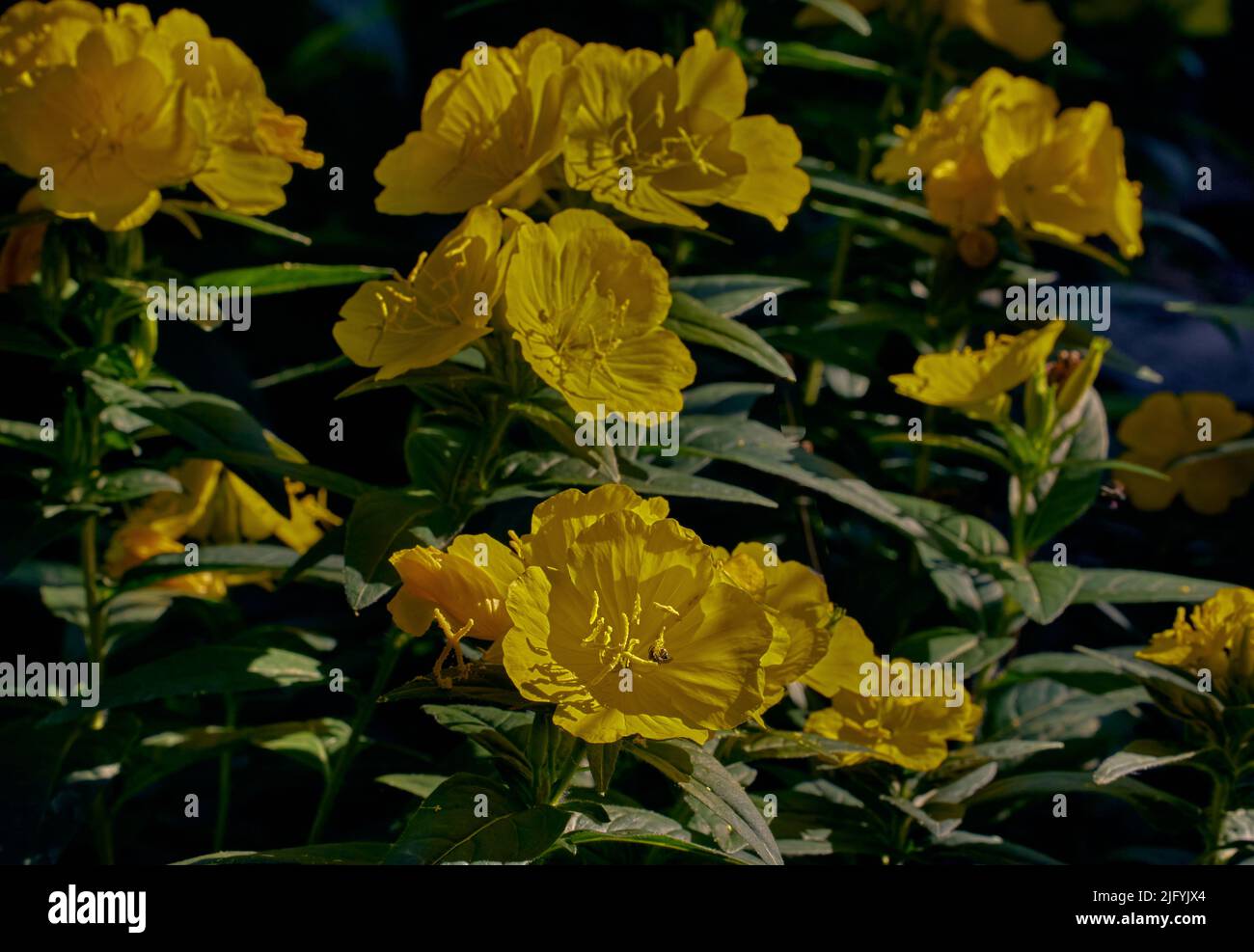Yellow flowers of Oenothera biennis (evening-primrose, evening star, sundrop) in the garden on a sunny day, close-up, full frame. Stock Photo