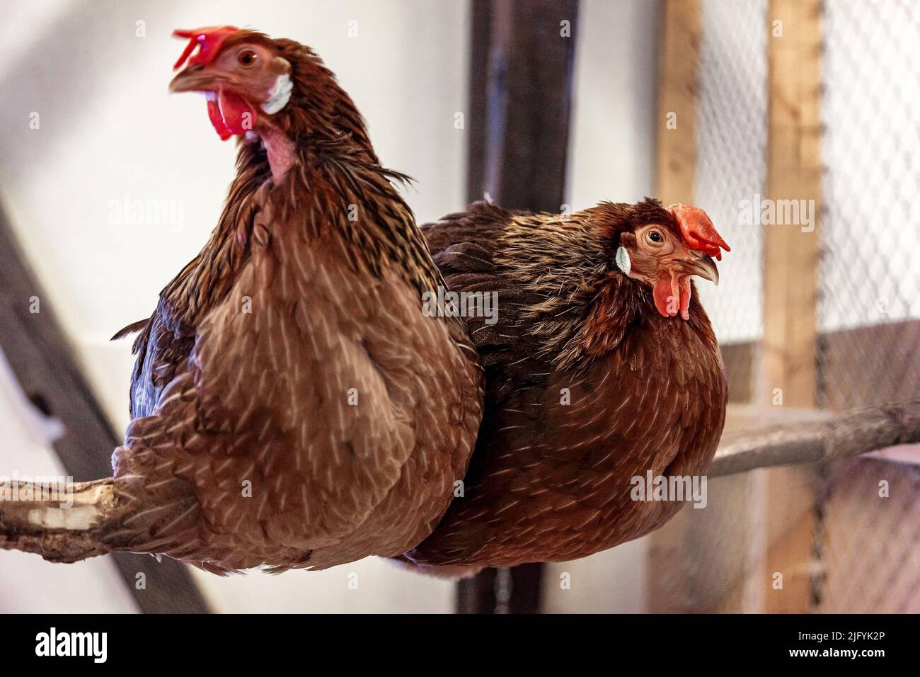 A closeup of two Leghorn chicken in the coop Stock Photo