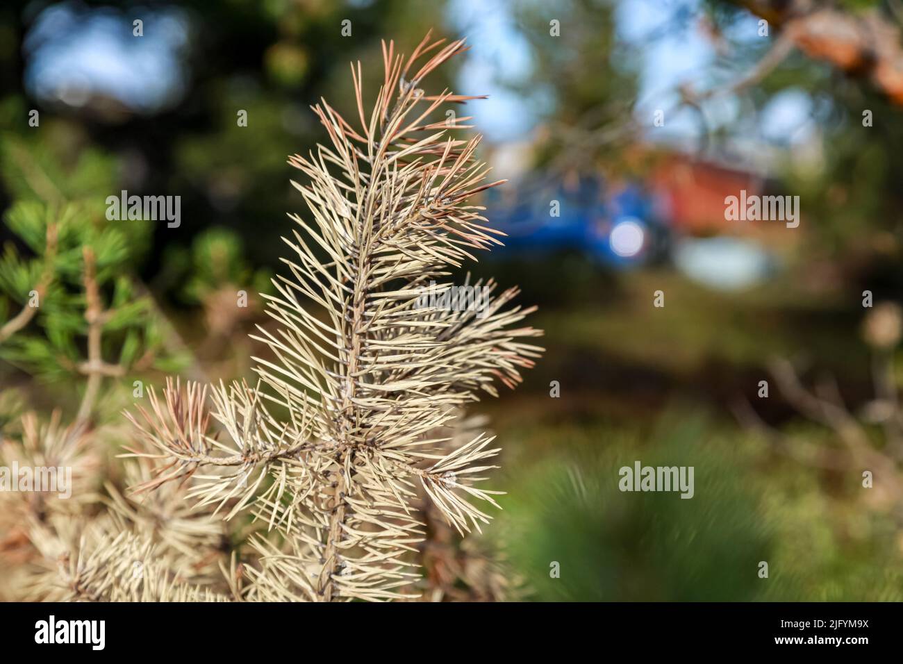A closeup of pale Pine tree branch on blur background Stock Photo - Alamy