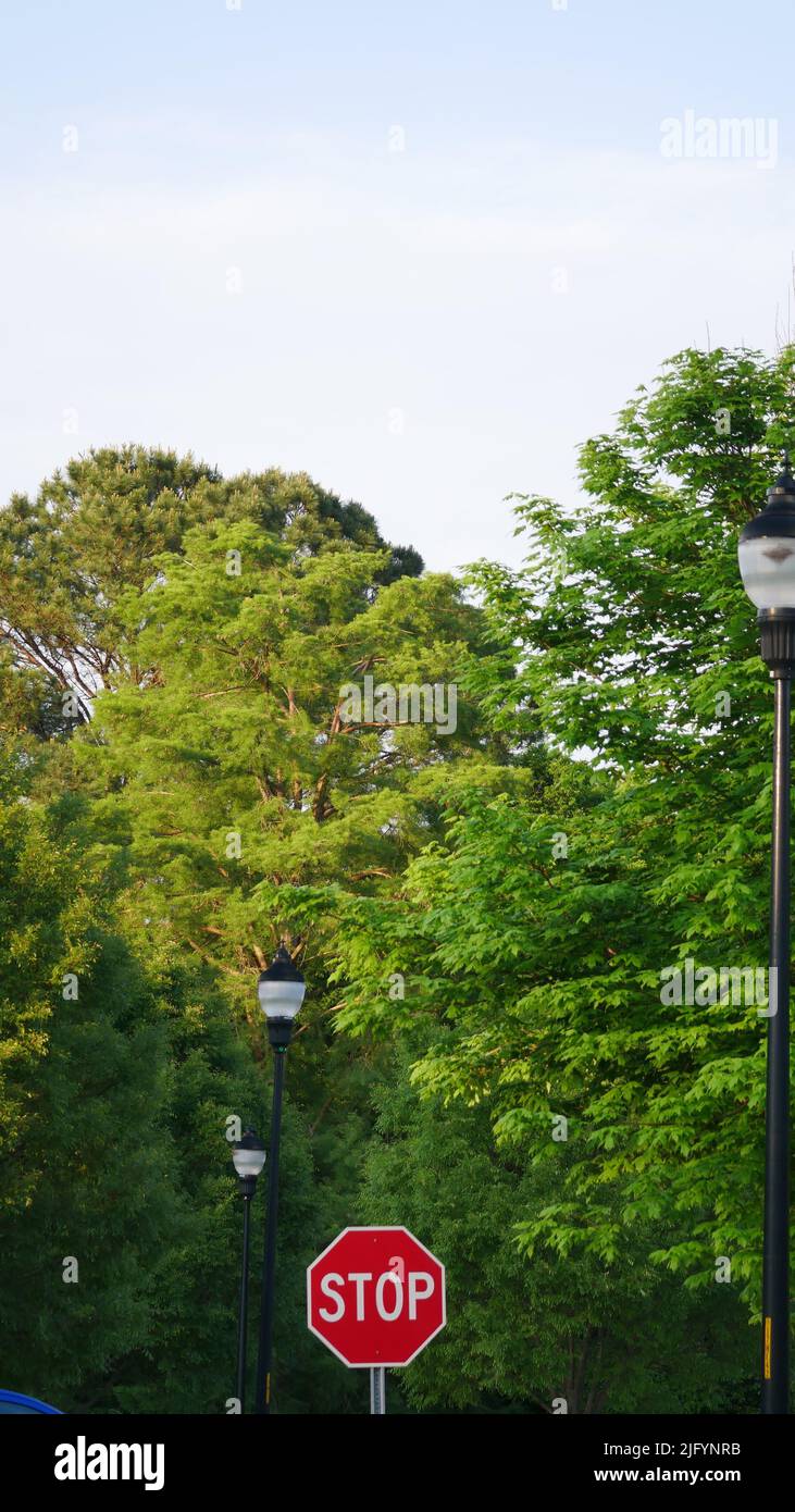 Traffic stop sign in a wooded parkland in Raleigh , South Carolina ...