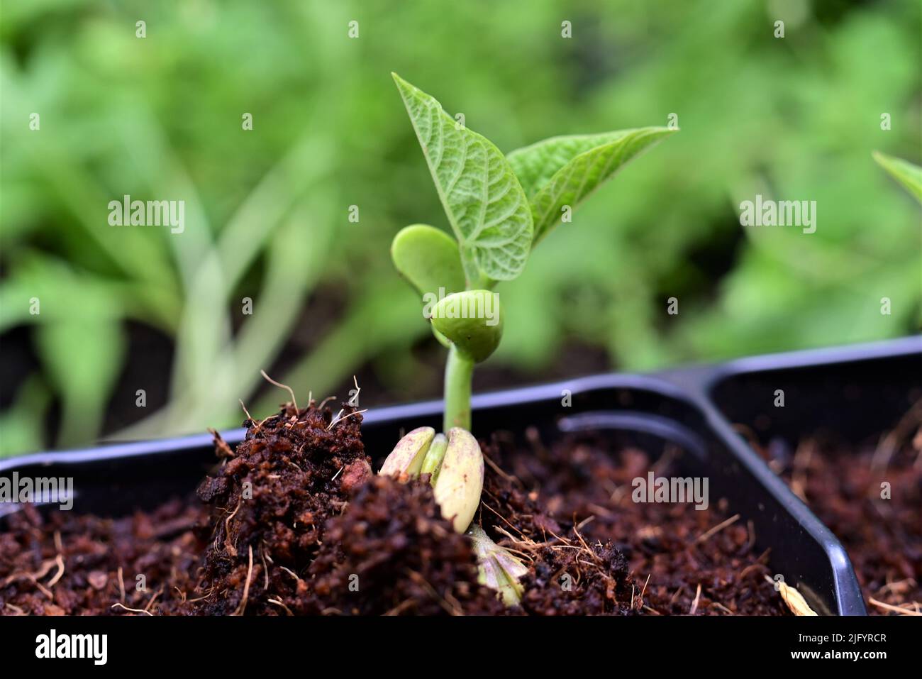 Green bean sprouts as a close up Stock Photo - Alamy