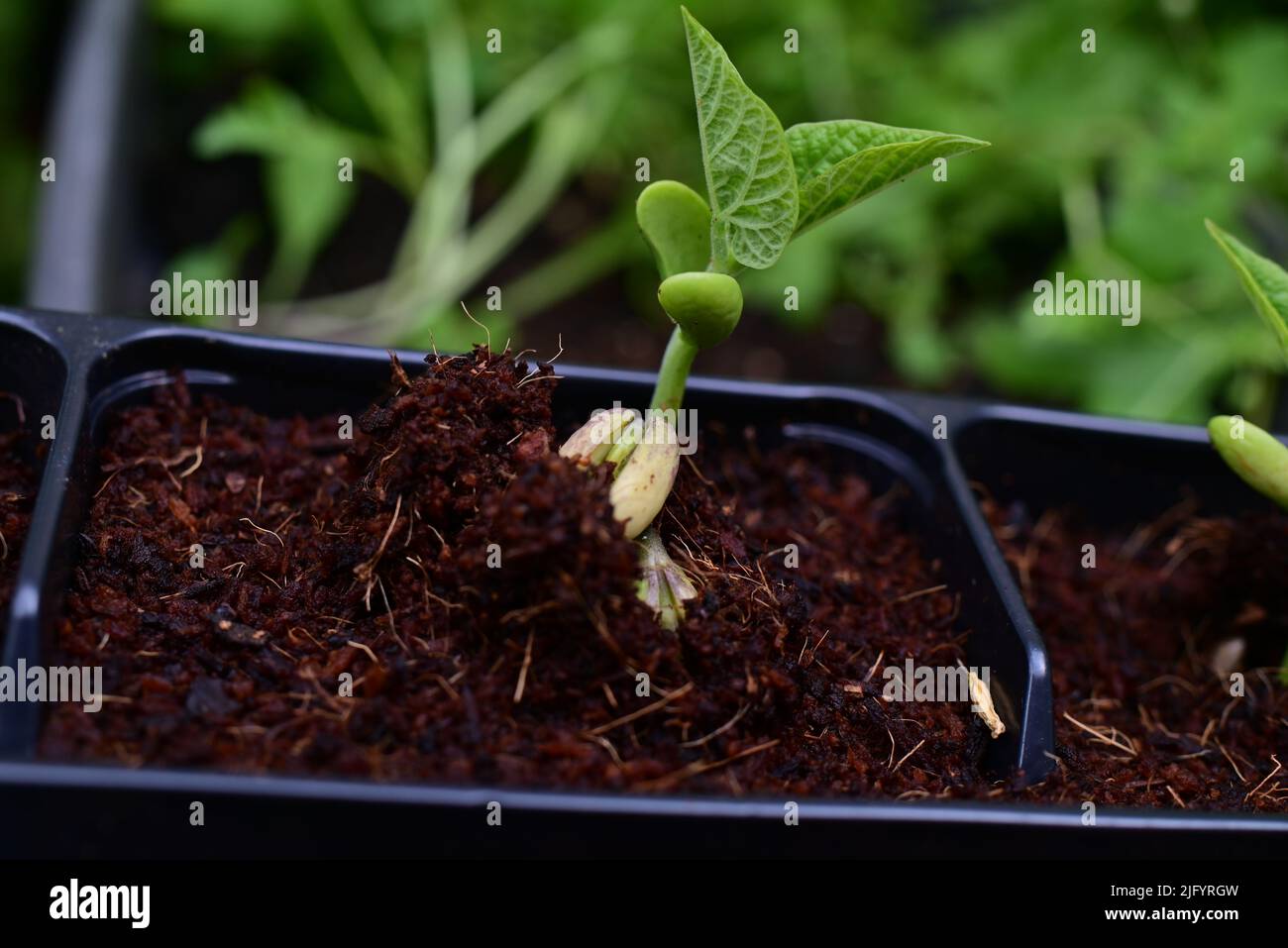 Green bean sprouts as a close up Stock Photo - Alamy