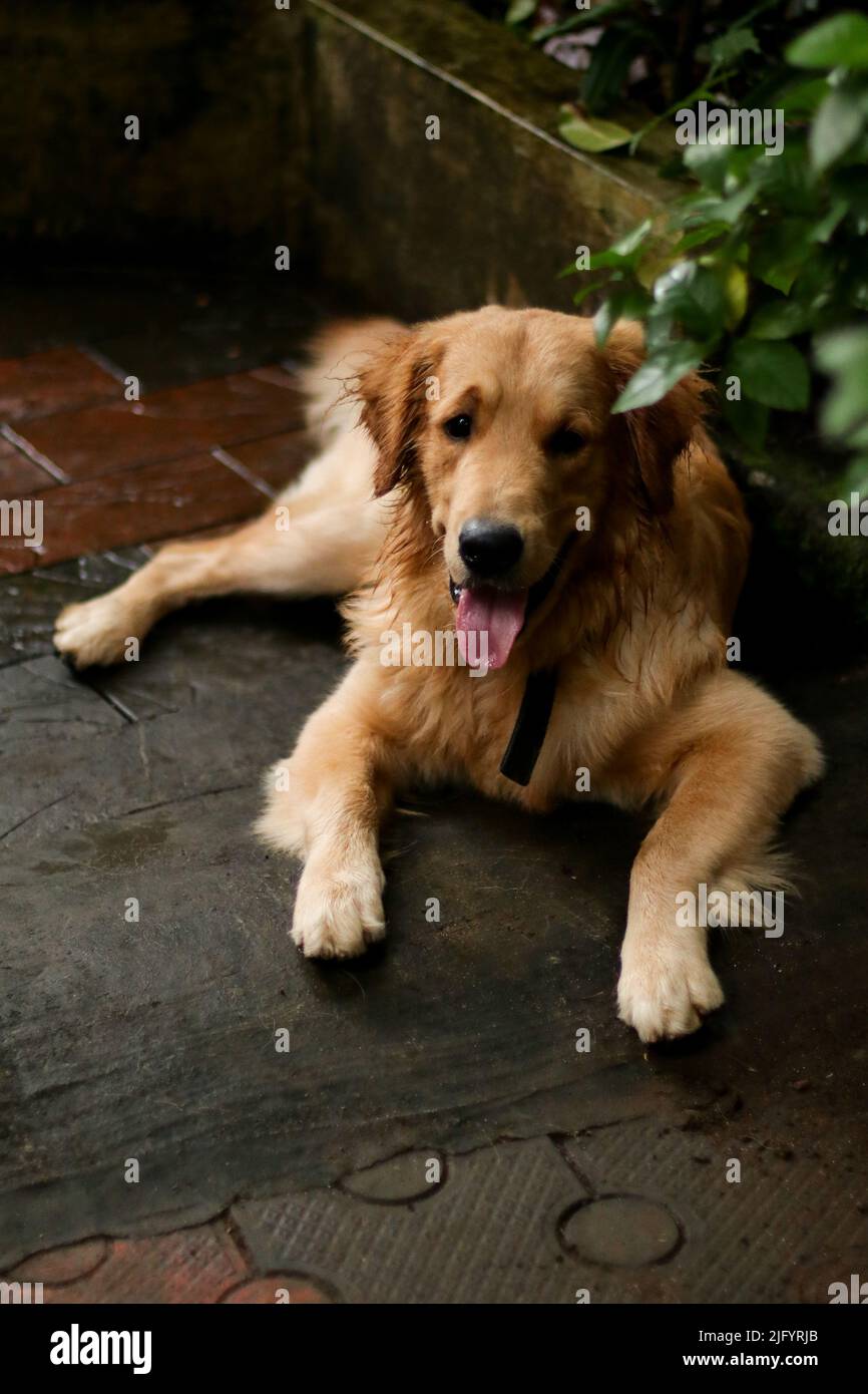 a beautiful, hairy golden retriever dog laying down and relaxing at evening in the rainy season Stock Photo