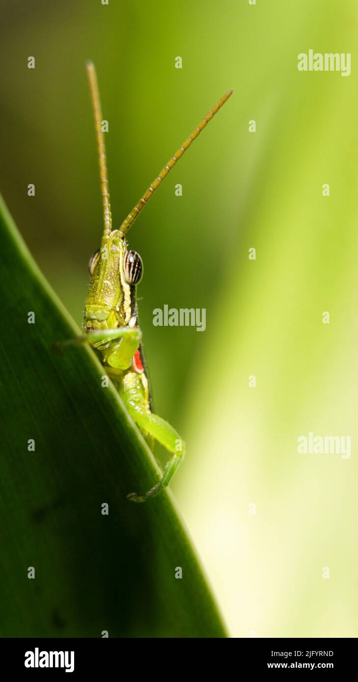 vertical closeup shot of a short horned gaudy with a long