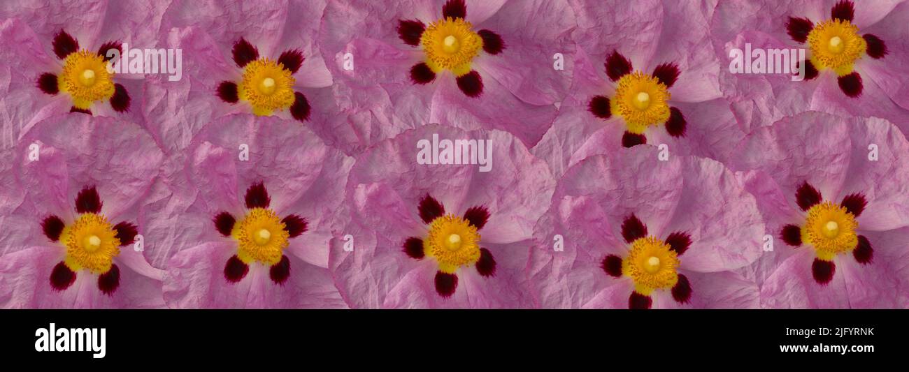 Pink flower pattern,  Cistus family Cistaceae or Rock Rose.  Banner with floral decoration Stock Photo