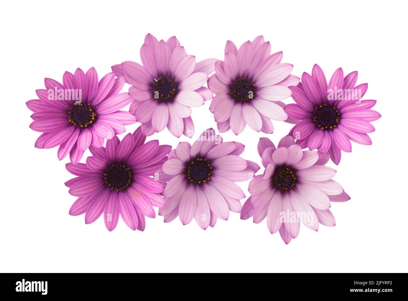 Group Of Purple Daisies Osteospermum Flowers Isolated On White