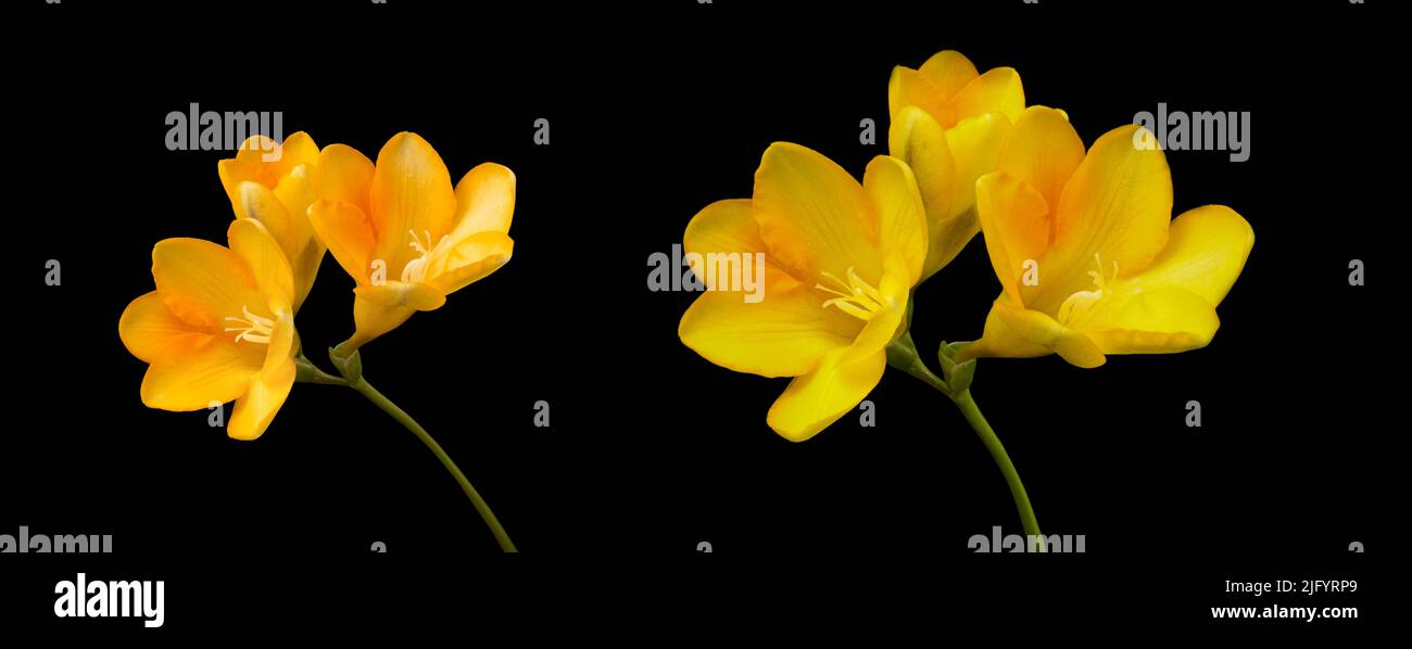 Banner with yellow freesia flowers, close-up, isolated, black background. Spring flowers Stock Photo