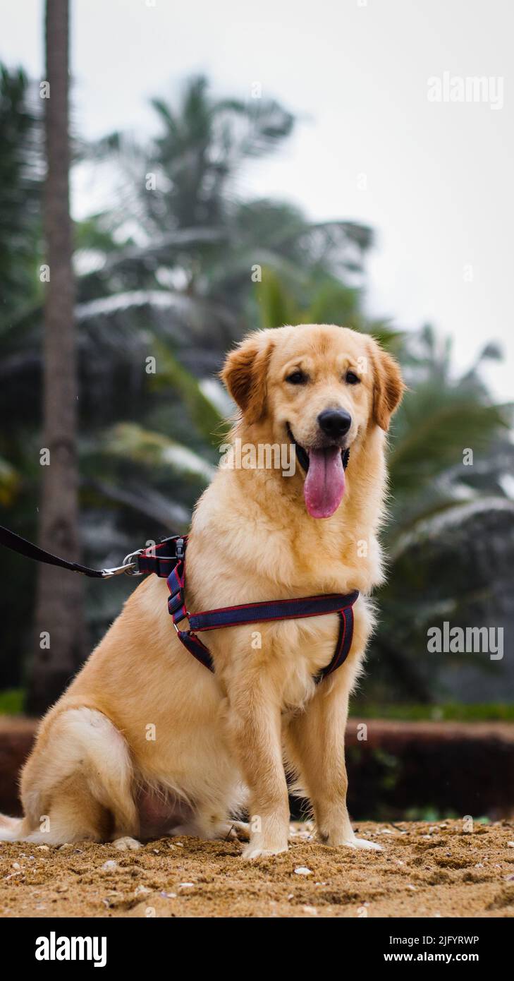 full size shot of a beautiful golden retriever dog wearing a dog