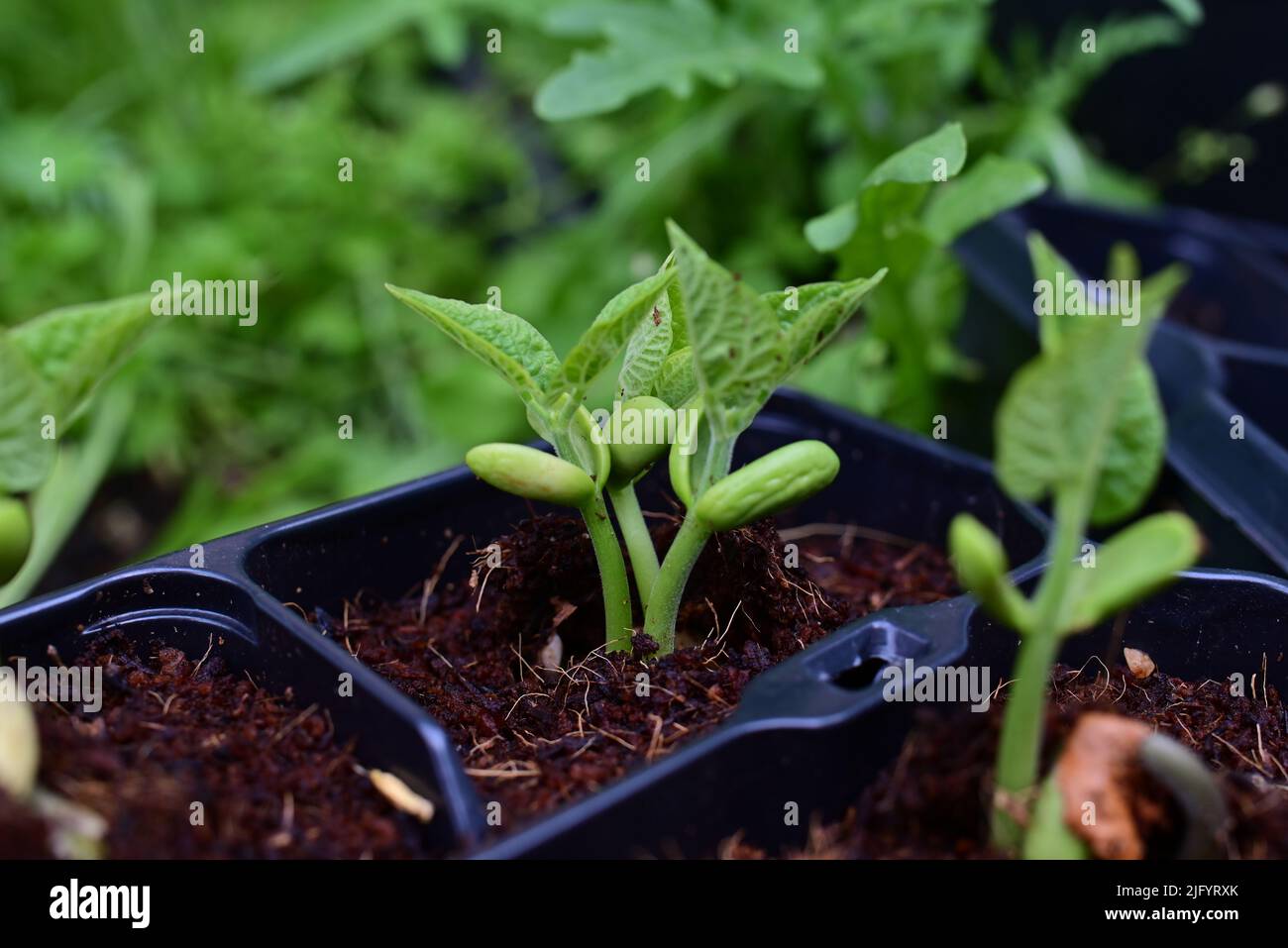 Green bean sprouts as a close up Stock Photo - Alamy