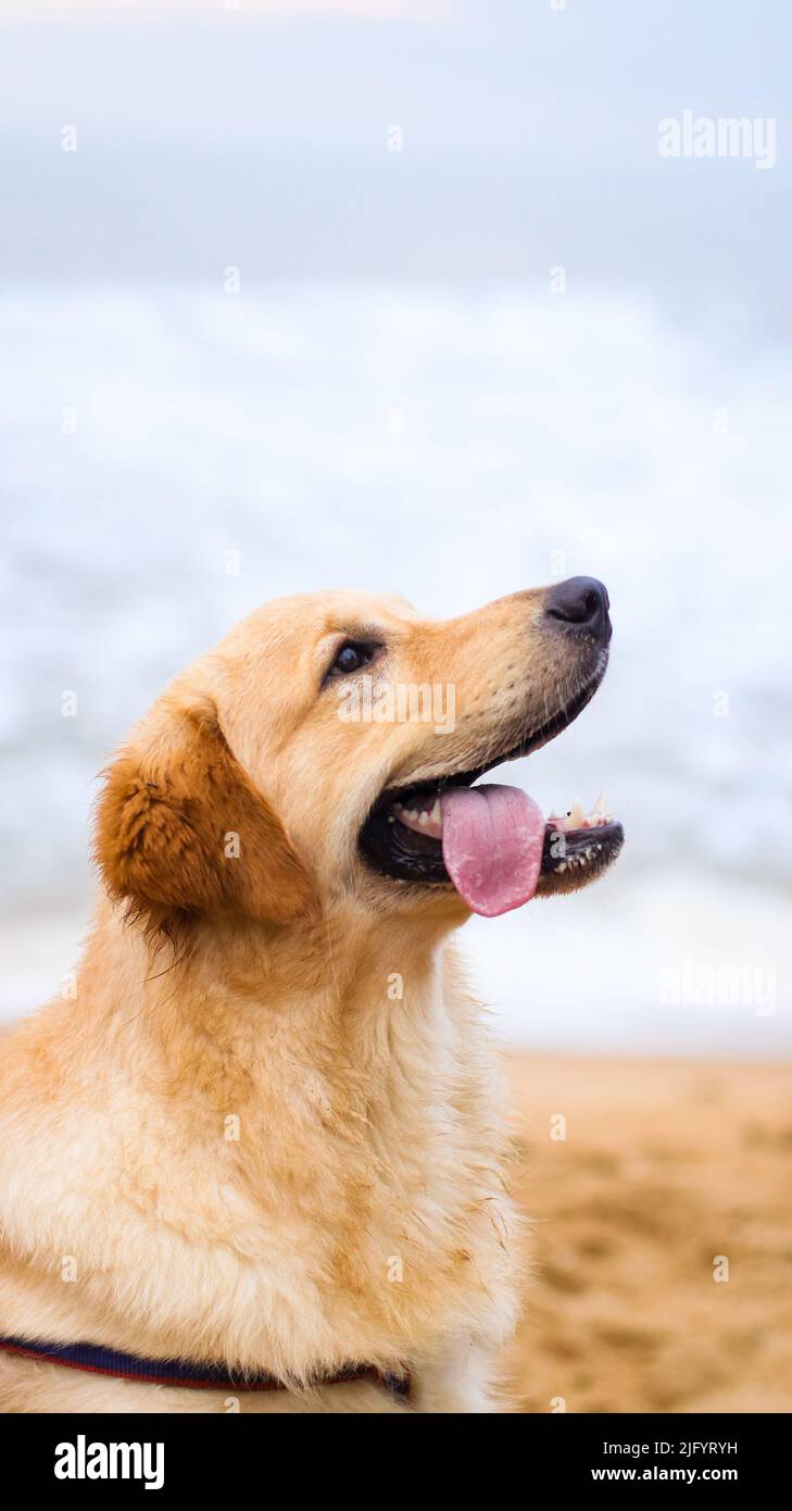 close-up headshot of a beautiful and happy golden retriever dog looking up with its tongue out on a day out at the beach Stock Photo