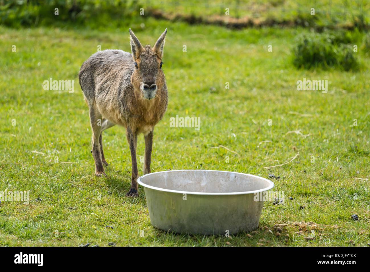 Little cute brown drinking water hi-res stock photography and images ...
