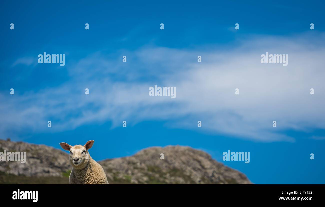 The sheep grazing in the rural Welsh landscape near Whitesands Bay Stock Photo