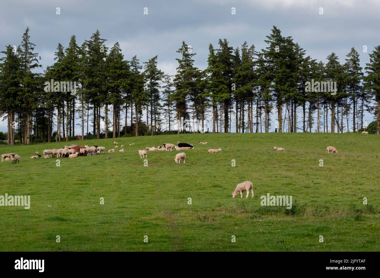 Sheep grazing in the Brecon Beacon mountain field sheltered by a line of trees in South Wales, UK. Stock Photo