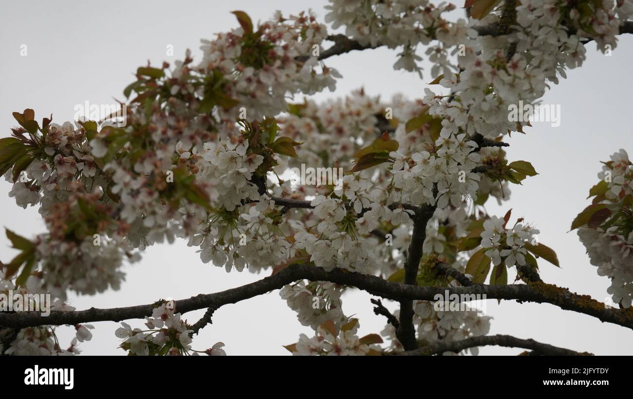 The branch of the blooming cherry tree with white flowers Stock Photo ...