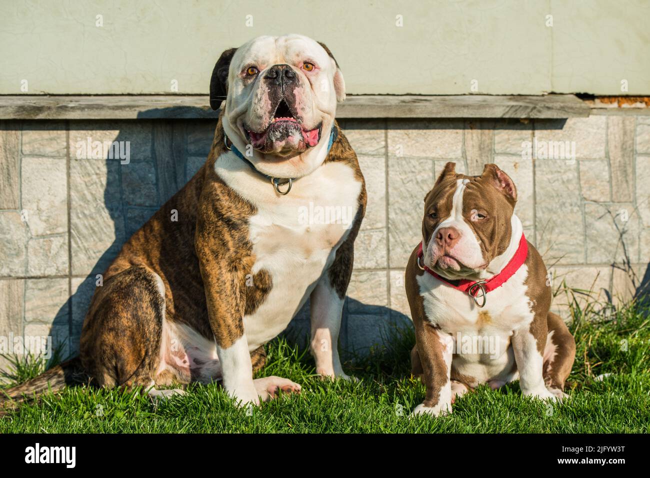 Brindle coat American Bulldog dog and American Bully puppy outside Stock Photo