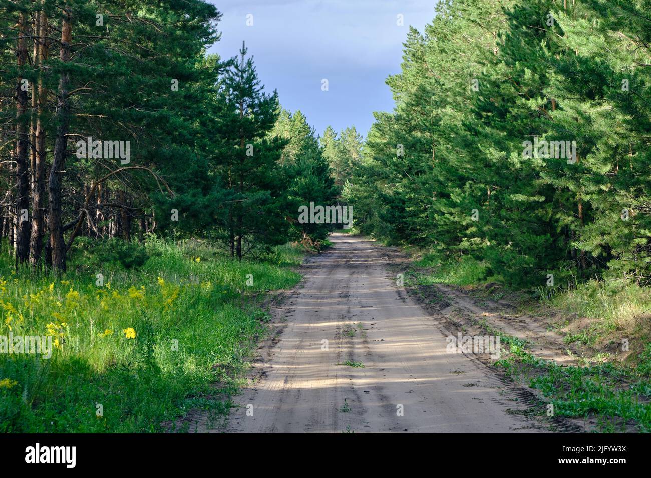 forest-country-road-dirt-road-going-deep-into-forest-stock-photo-alamy