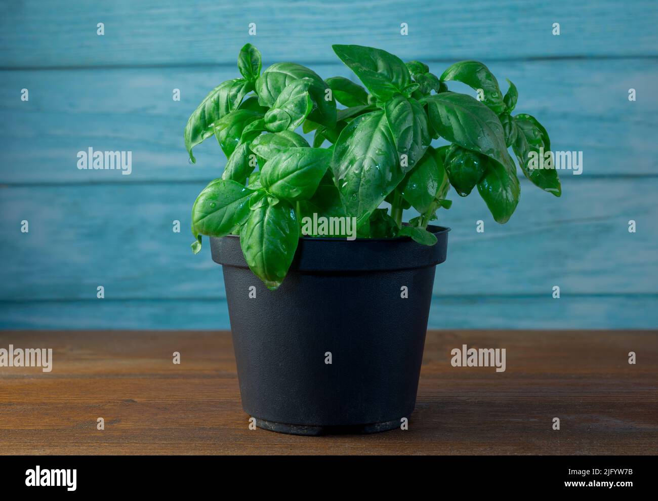 Basil pot white background hi-res stock photography and images - Alamy