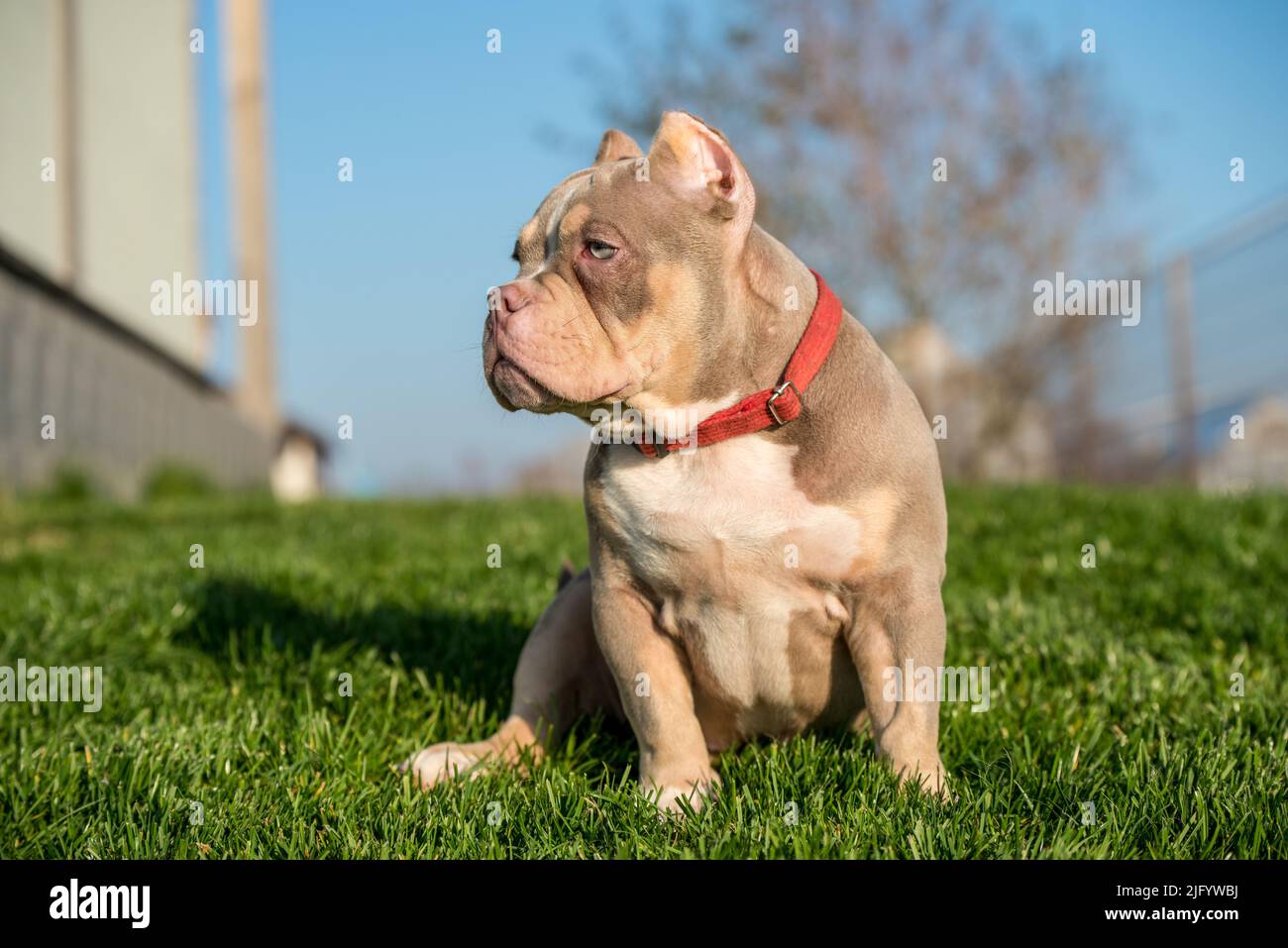 Exotic bully puppy 2025