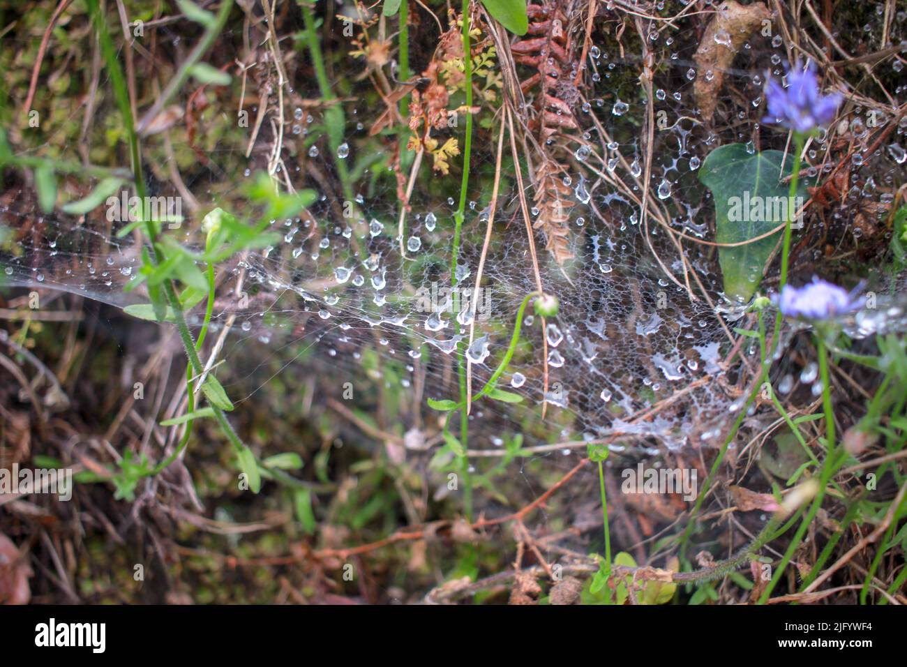 water drops on a spider web in the woods Stock Photo