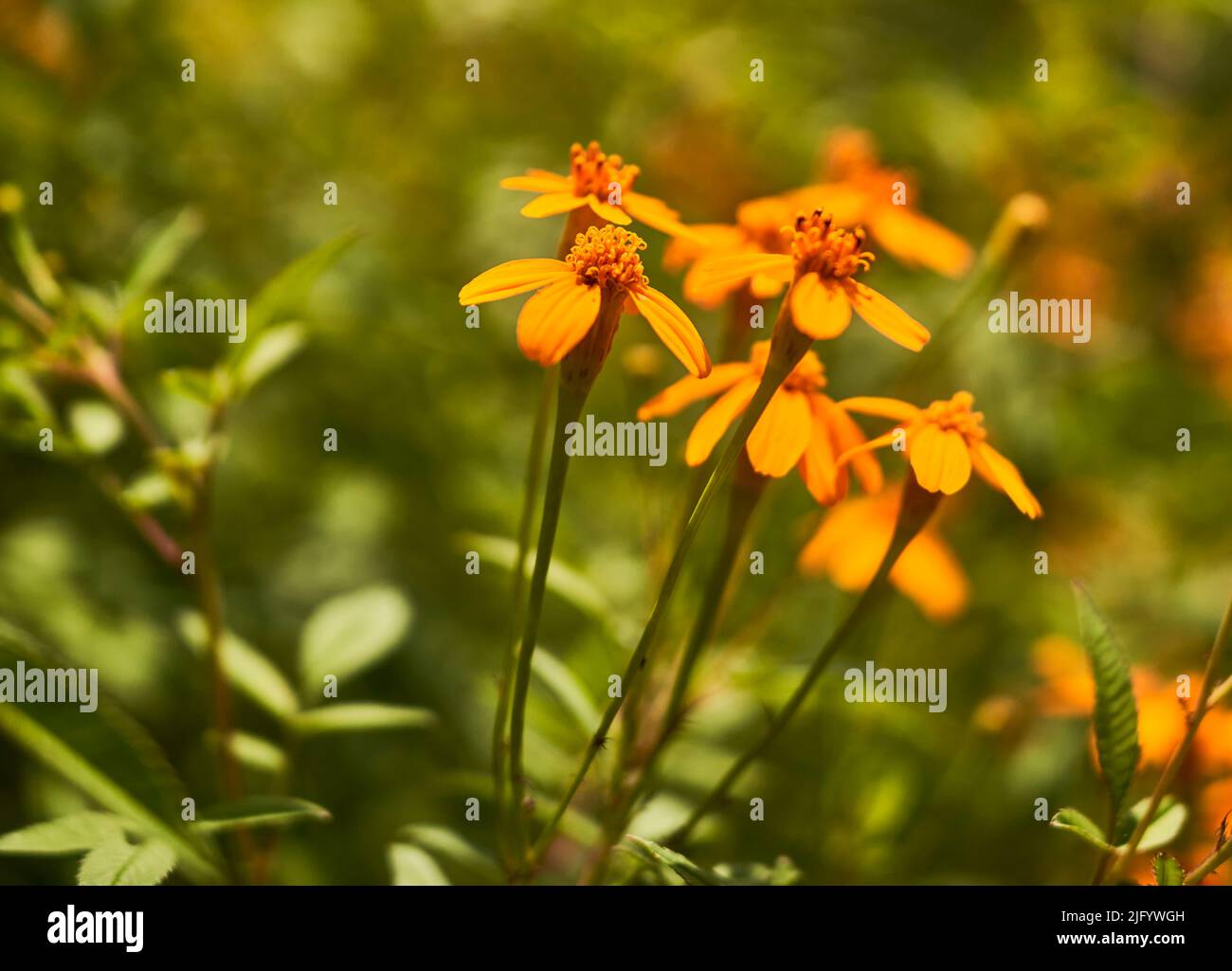 flower closeup Stock Photo