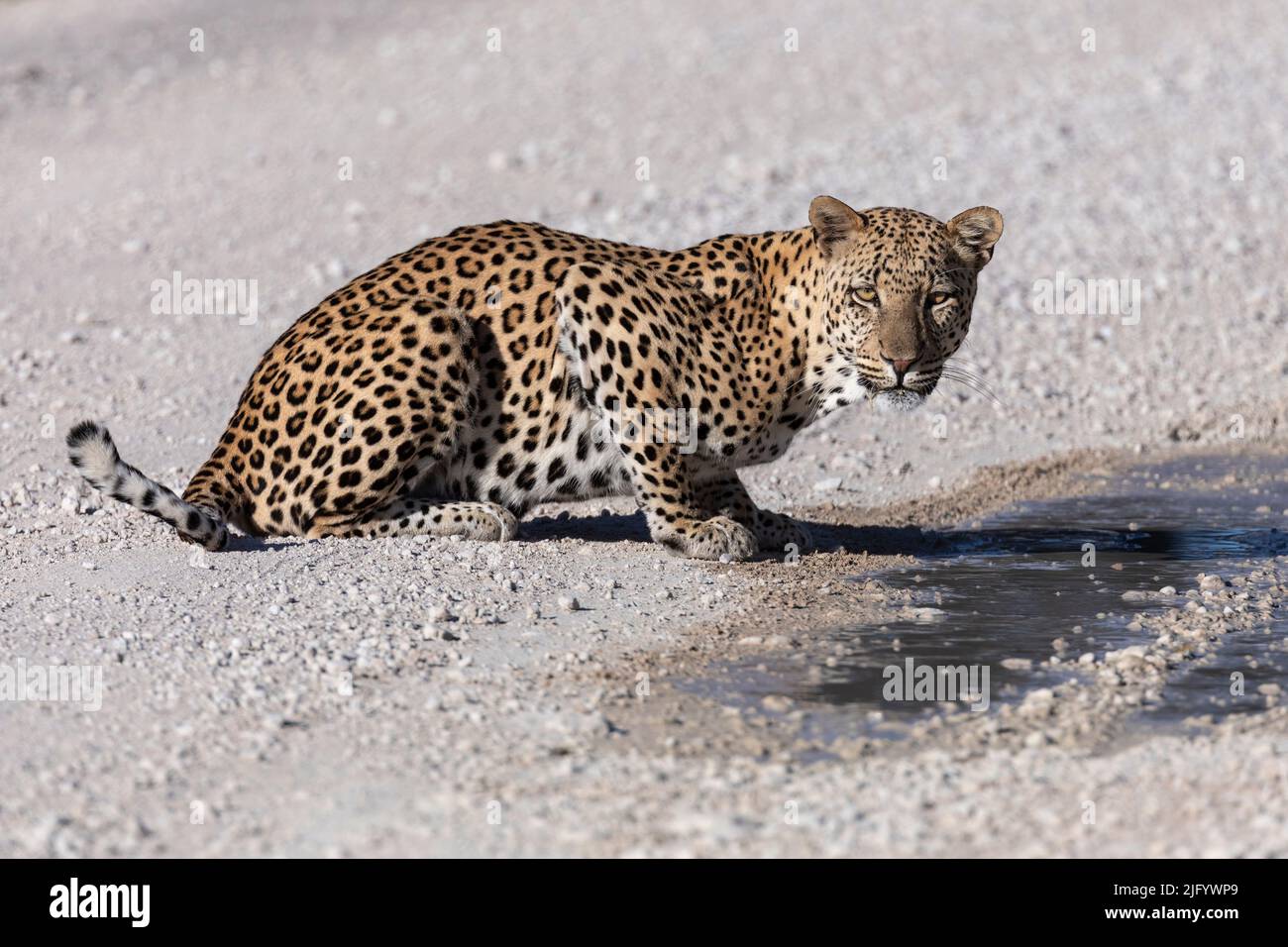 Leopard male (Panthera pardus) at puddle after rain, Kgalagadi Transfrontier Park, Northern Cape, South Africa, Africa Stock Photo