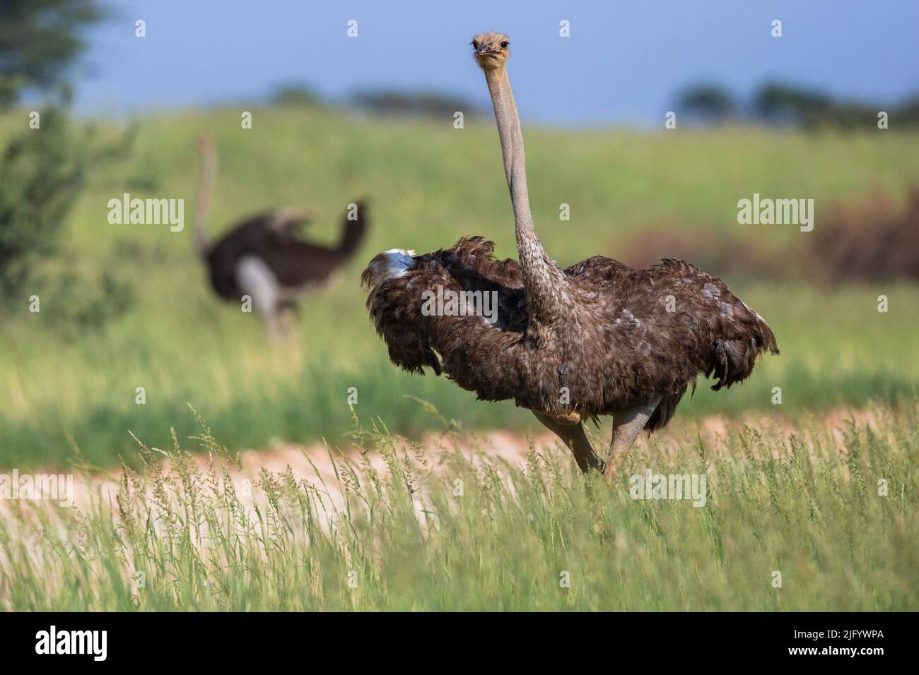Ostrich (Struthio camelus) female, Kgalagadi Transfrontier Park, Northern Cape, South Africa, Africa Stock Photo