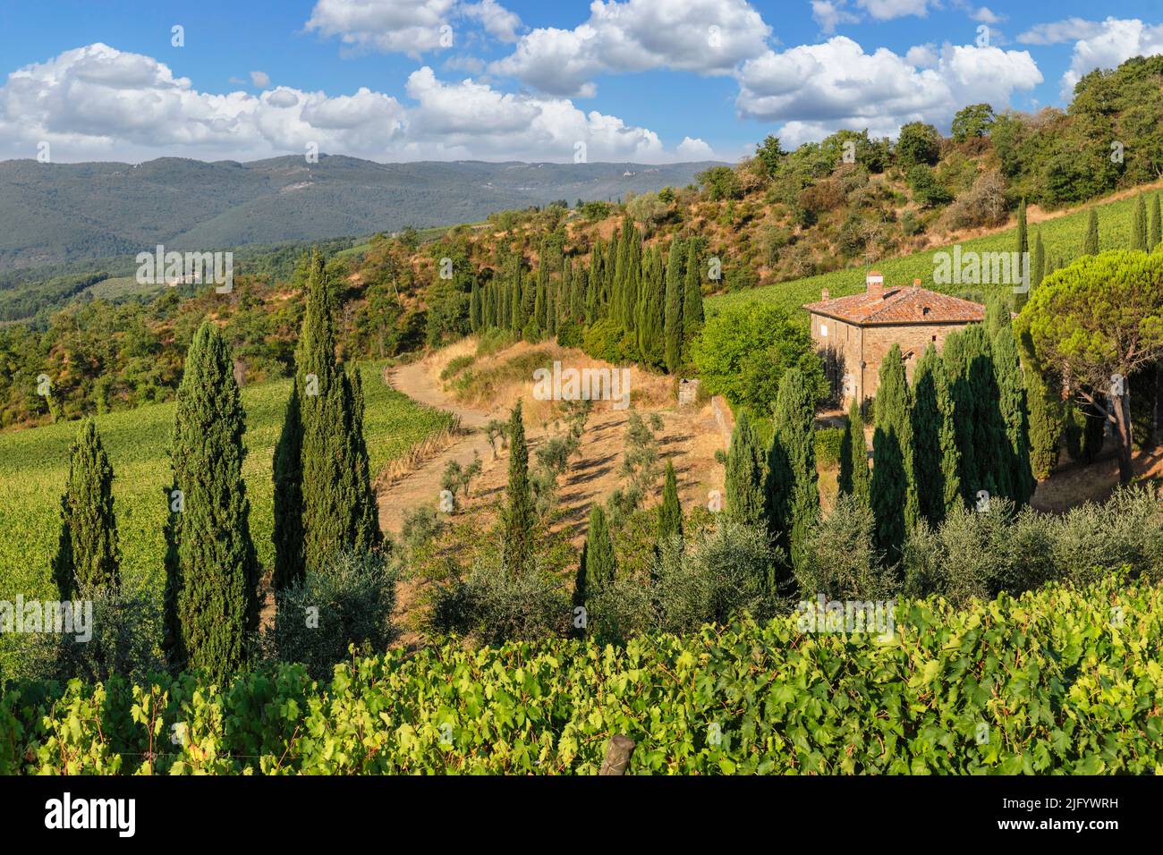Vineyards near Radda in Chianti, Chianti, Firenze District, Tuscany, Italy, Europe Stock Photo
