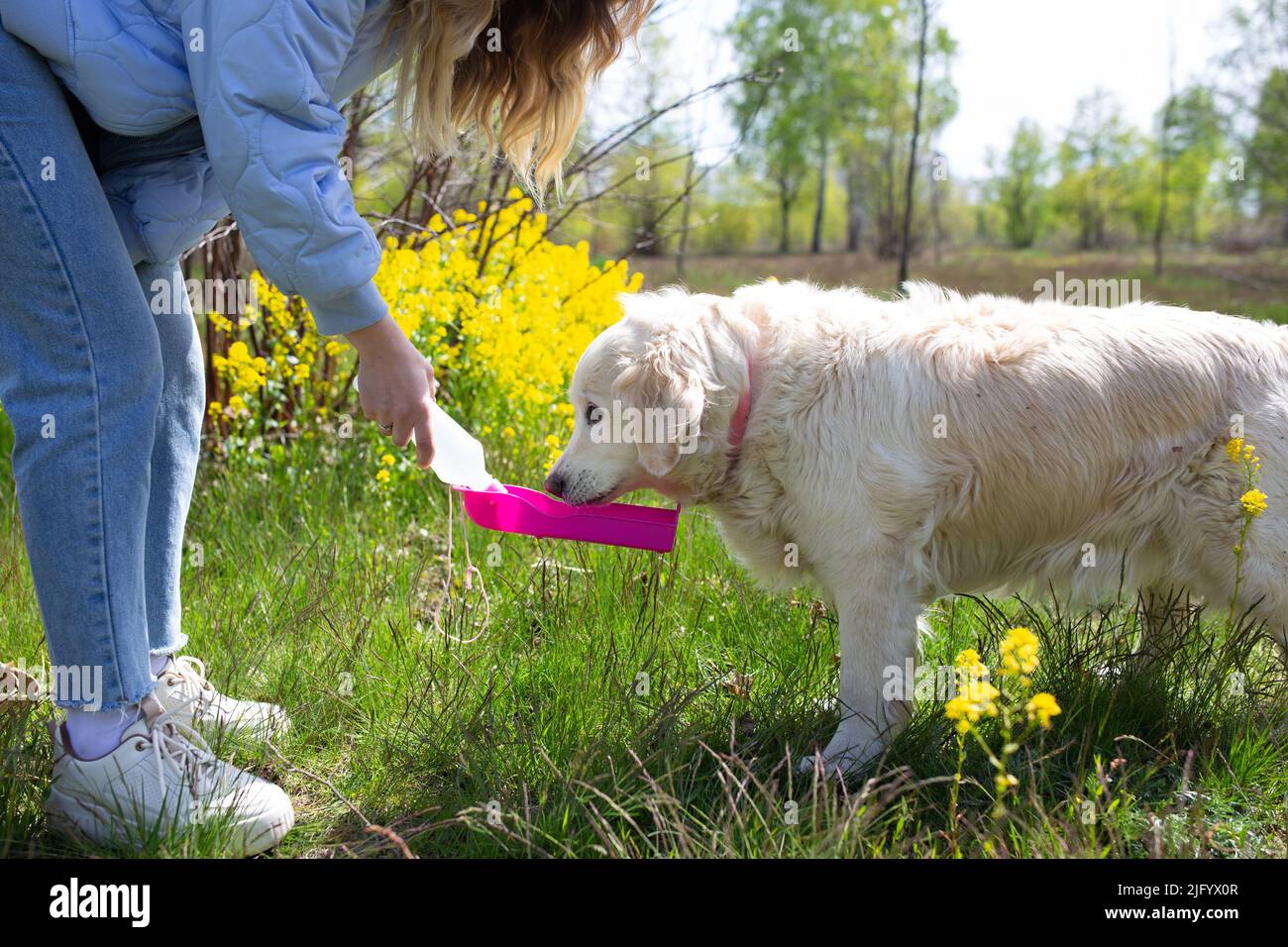 Thirsty dog drinking water from plastic bottle in owner hands, close up photo Stock Photo