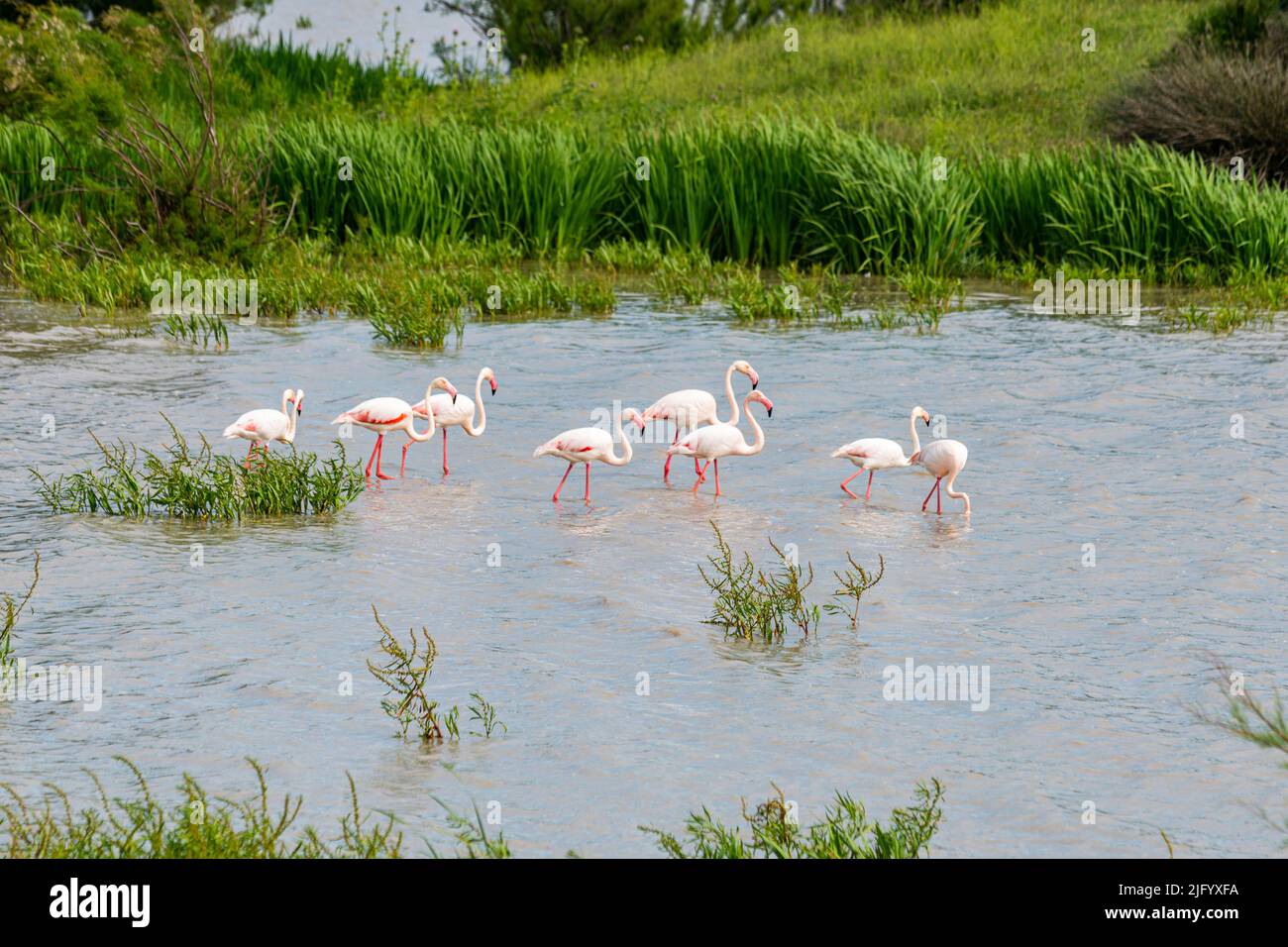 Flamingos (Phoenicopteridae), Donana National Park, UNESCO World Heritage Site, Andalucia, Spain, Europe Stock Photo