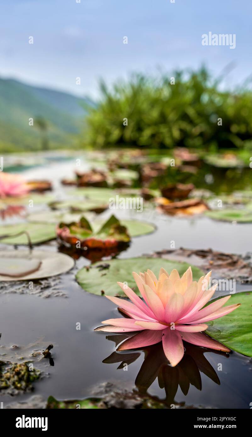 Lotus leaves pond hi-res stock photography and images - Alamy