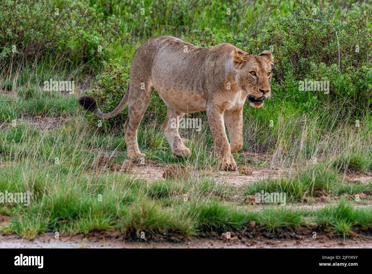 Lion (Panthera leo), Amboseli National Park, Kenya, East Africa, Africa Stock Photo