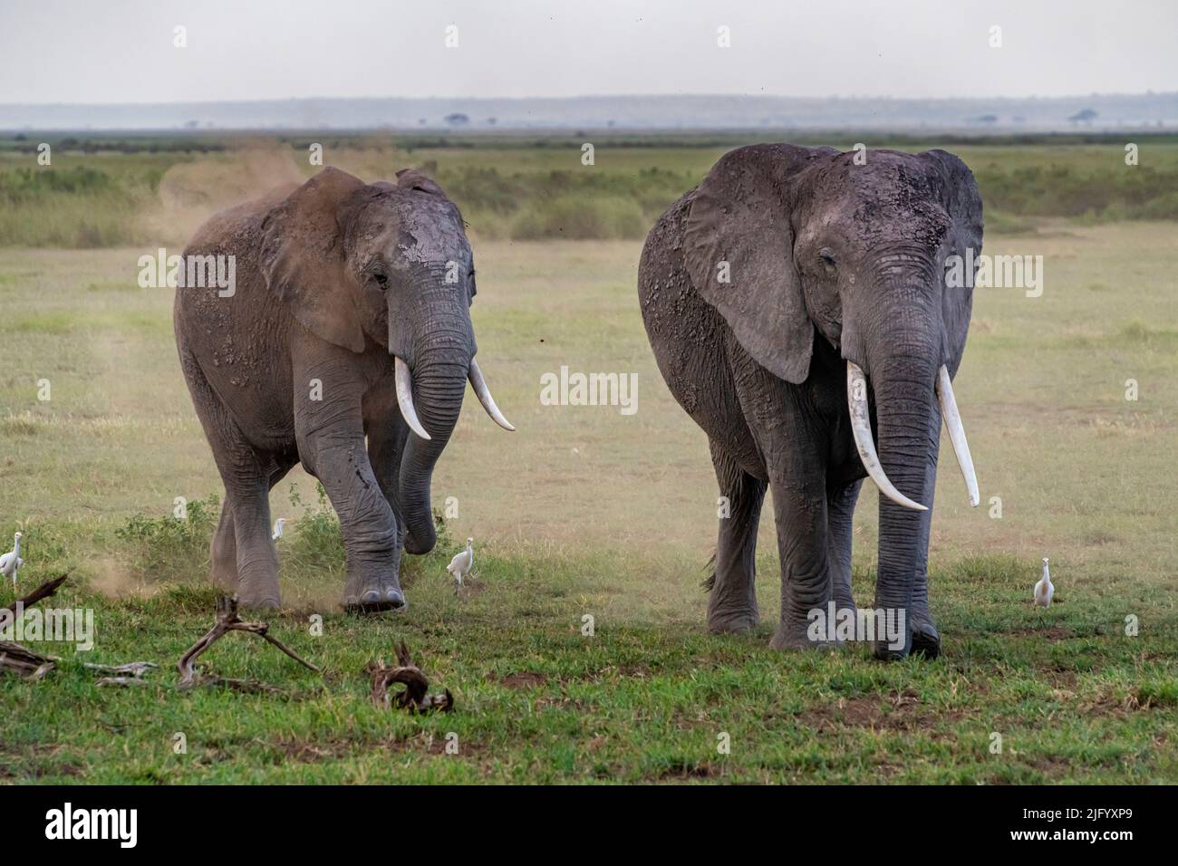 African elephants (Loxodonta), Amboseli National Park, Kenya, East Africa, Africa Stock Photo