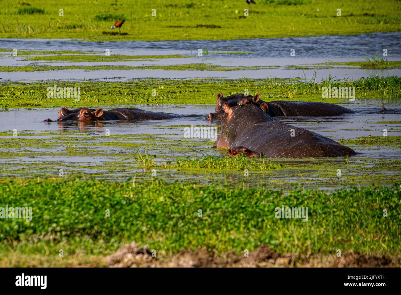 Hippopotamus, Amboseli National Park, Kenya, East Africa, Africa Stock Photo