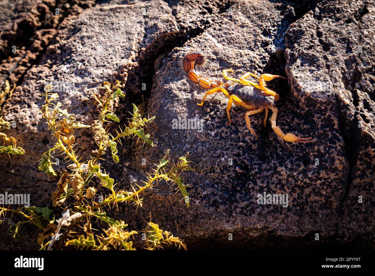 A closeup shot of a black hairy thick-tailed scorpion on the rock, Fishriver Canyon, Namibia Stock Photo