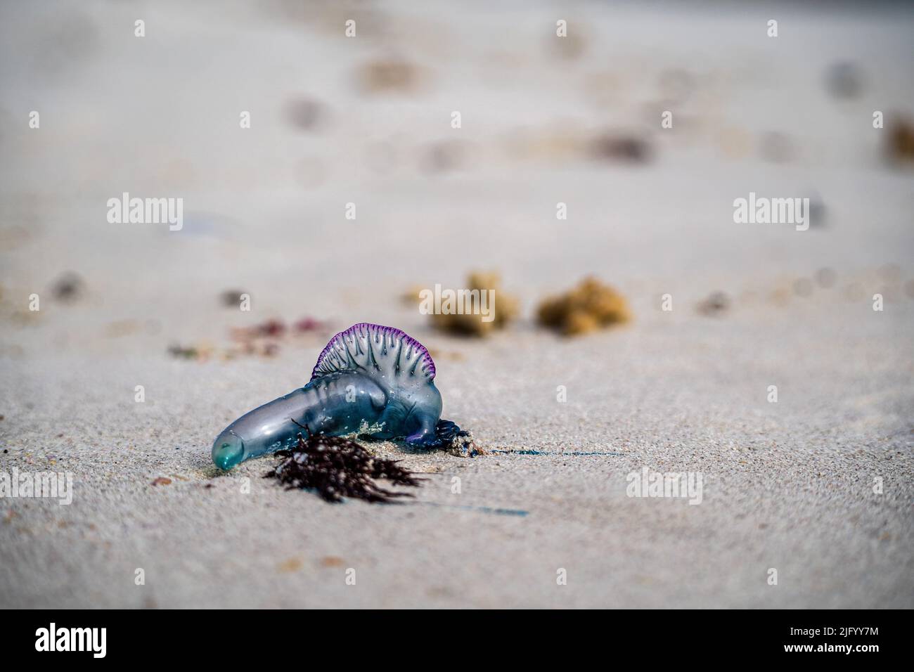 A closeup shot of a Portuguese man o' war jellyfish on a sand beach ...