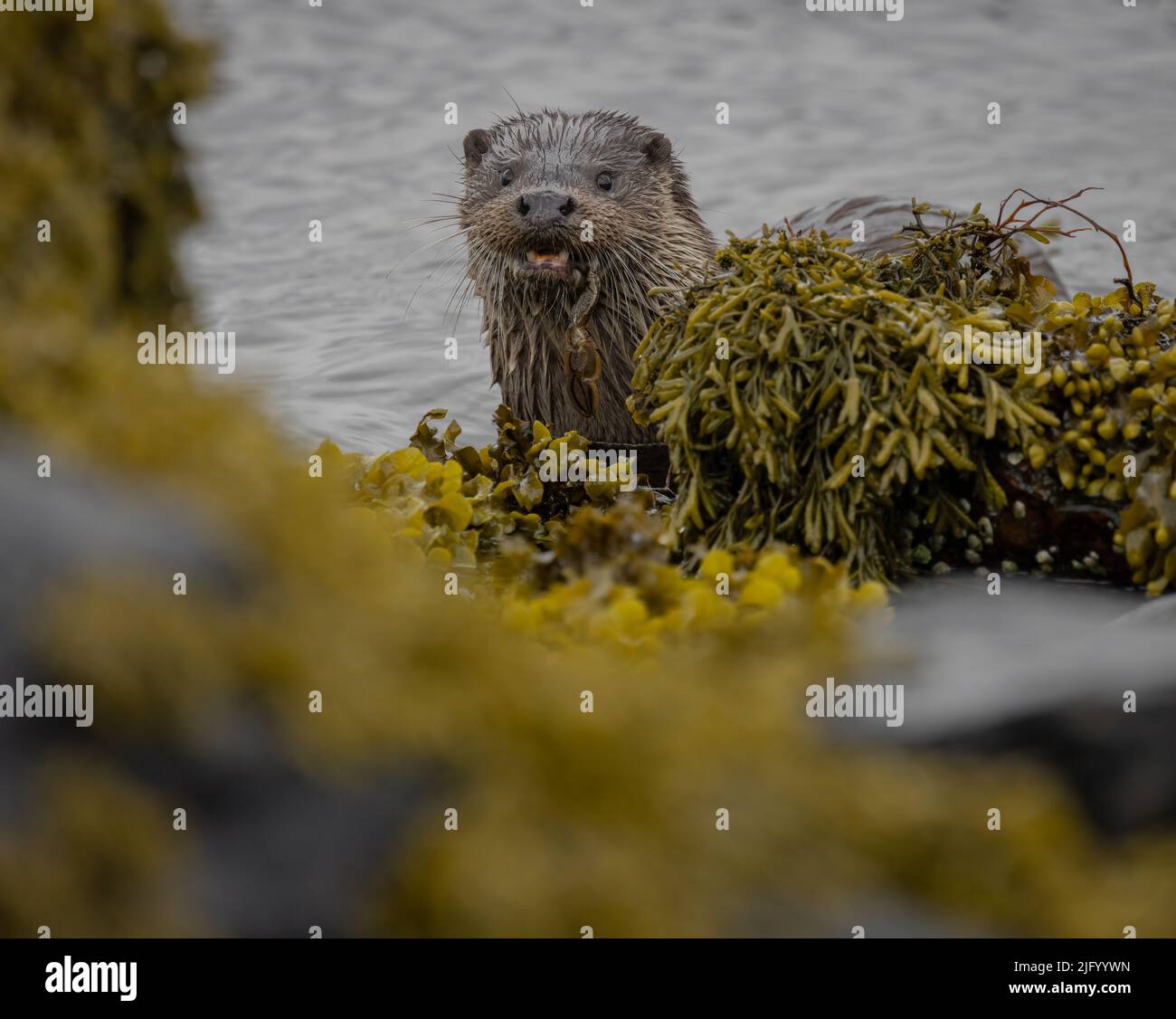 Wild Otters on the beautiful Isle of Mull in the Inner Hebrides. Stock Photo