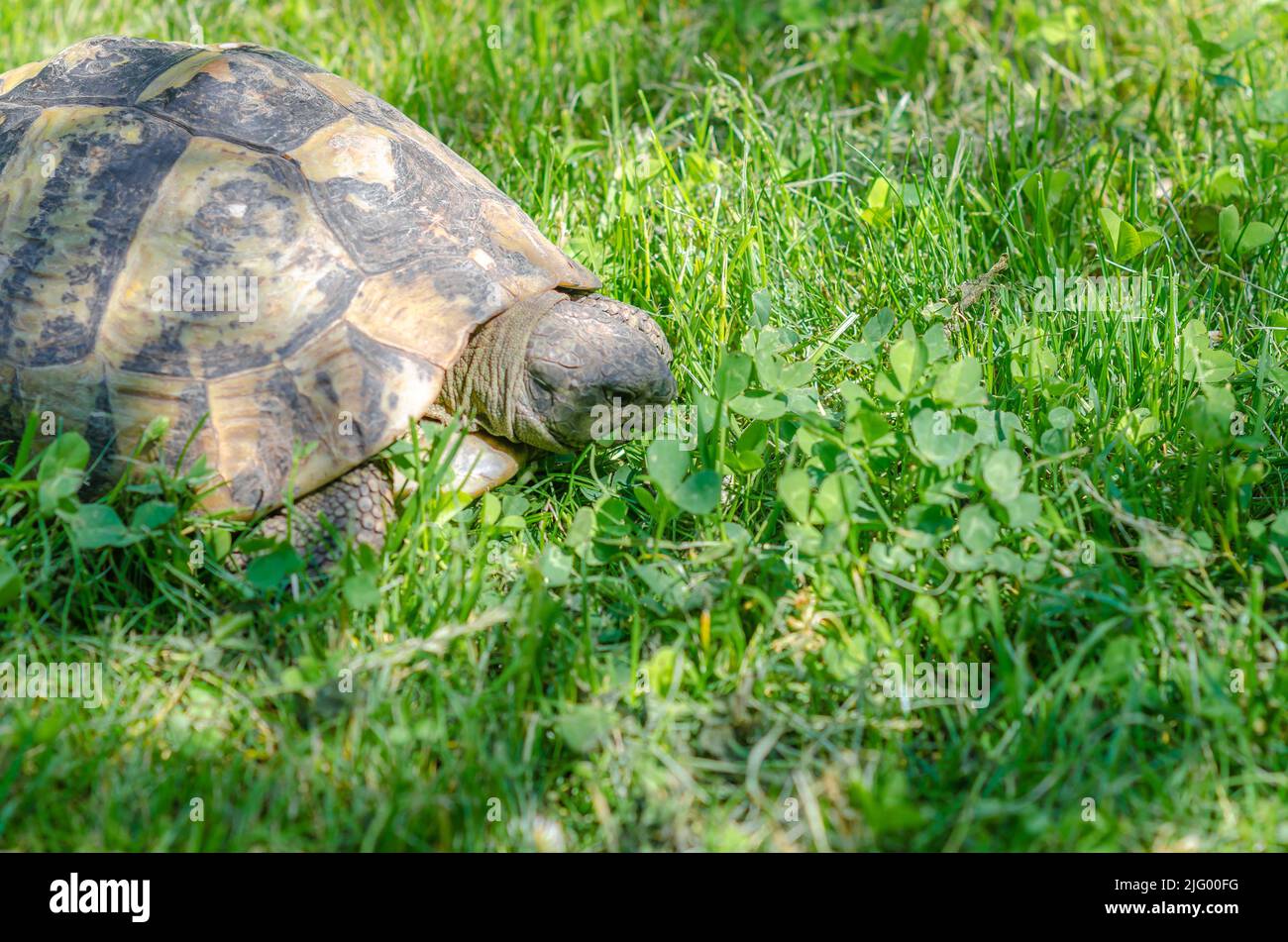 Turtle head close up on green grass background. Turtle eats grass in garden. Stock Photo