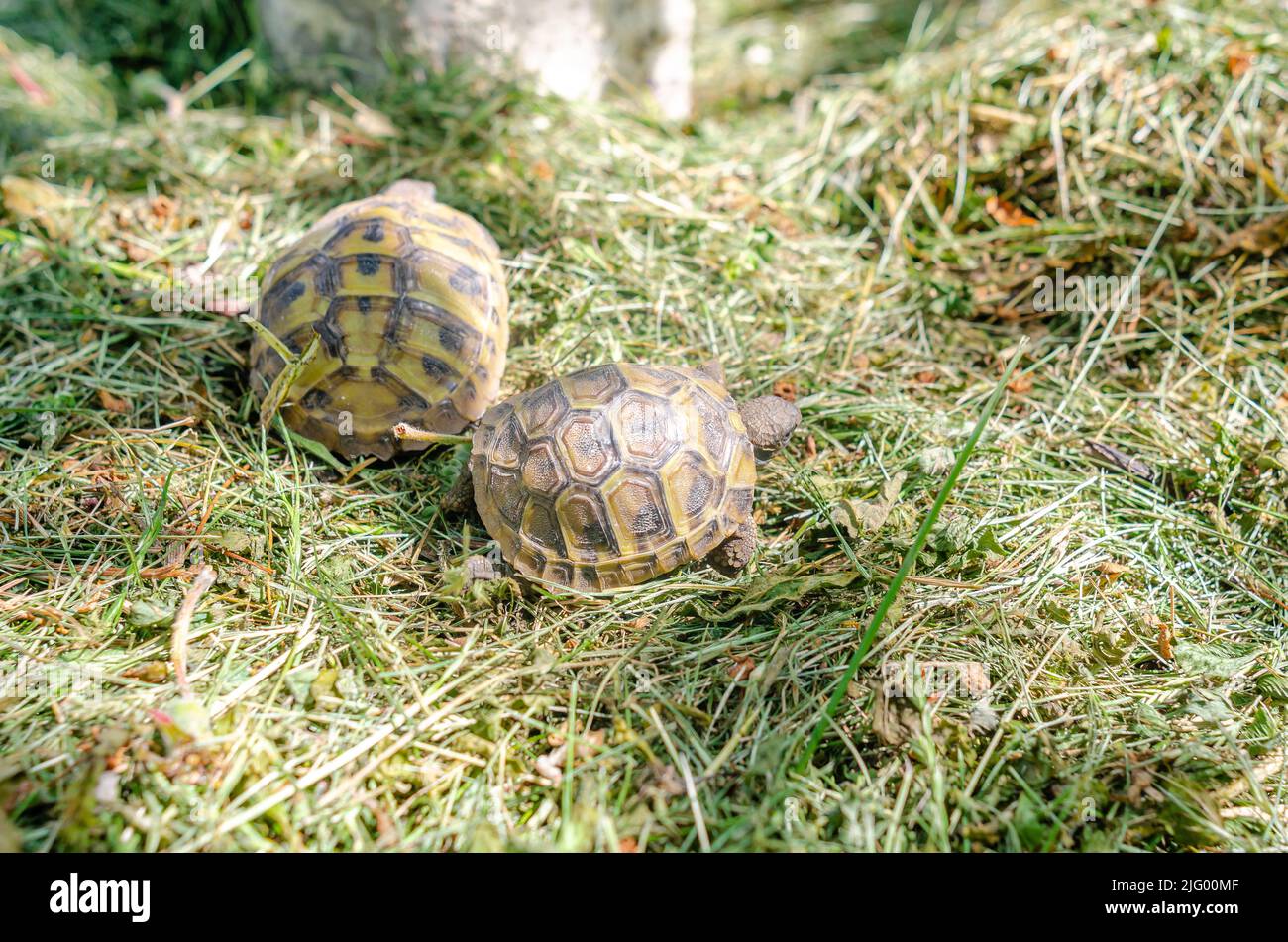 Little pets on turtle farm. Breeding and care of amphibians. Spotted