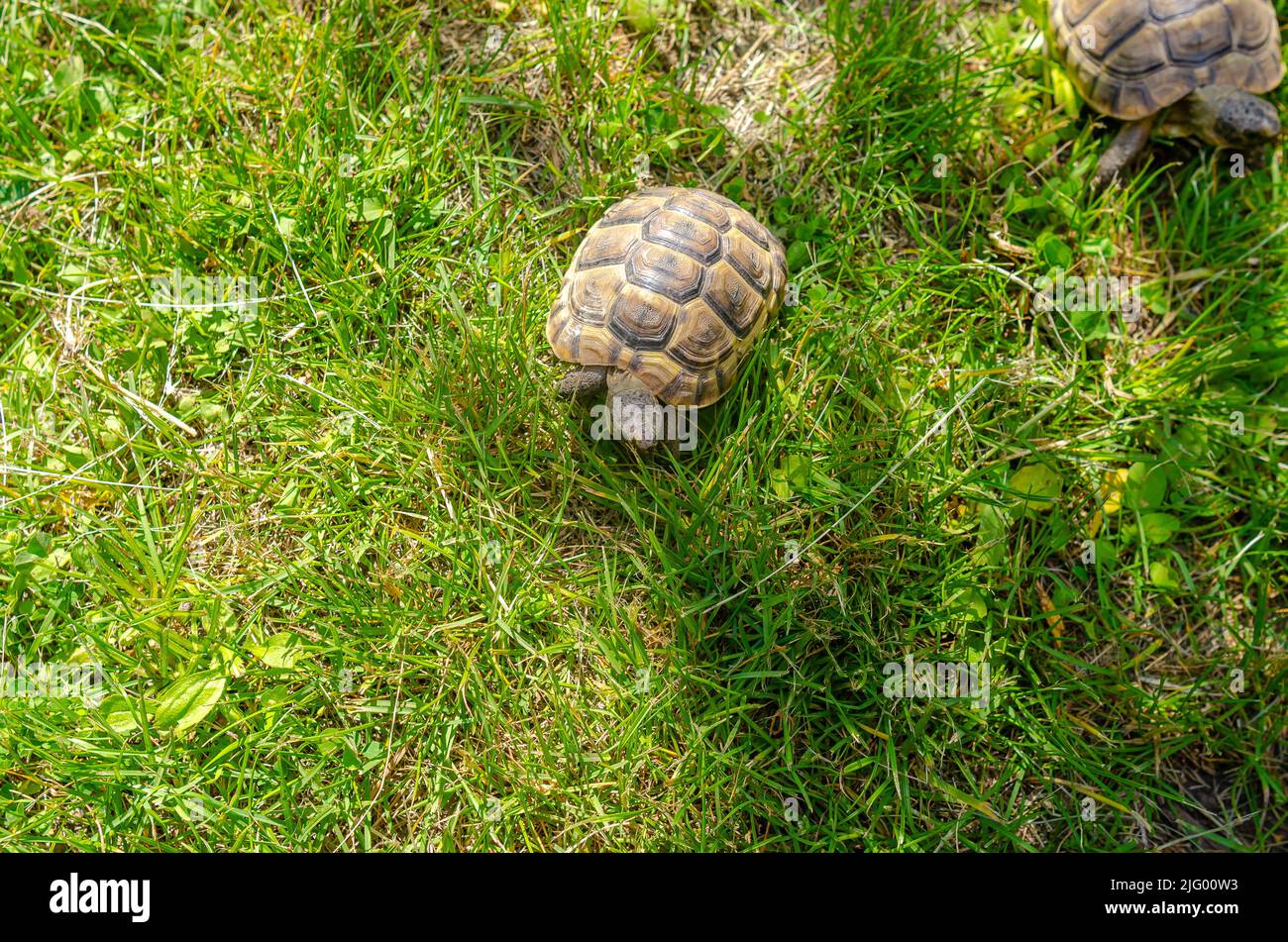 Little pets on turtle farm. Breeding and care of amphibians. Spotted