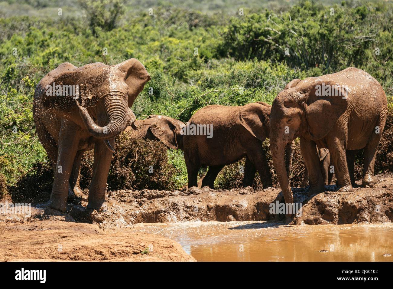 African Elephants, Addo Elephant National Park, Eastern Cape, South Africa, Africa Stock Photo