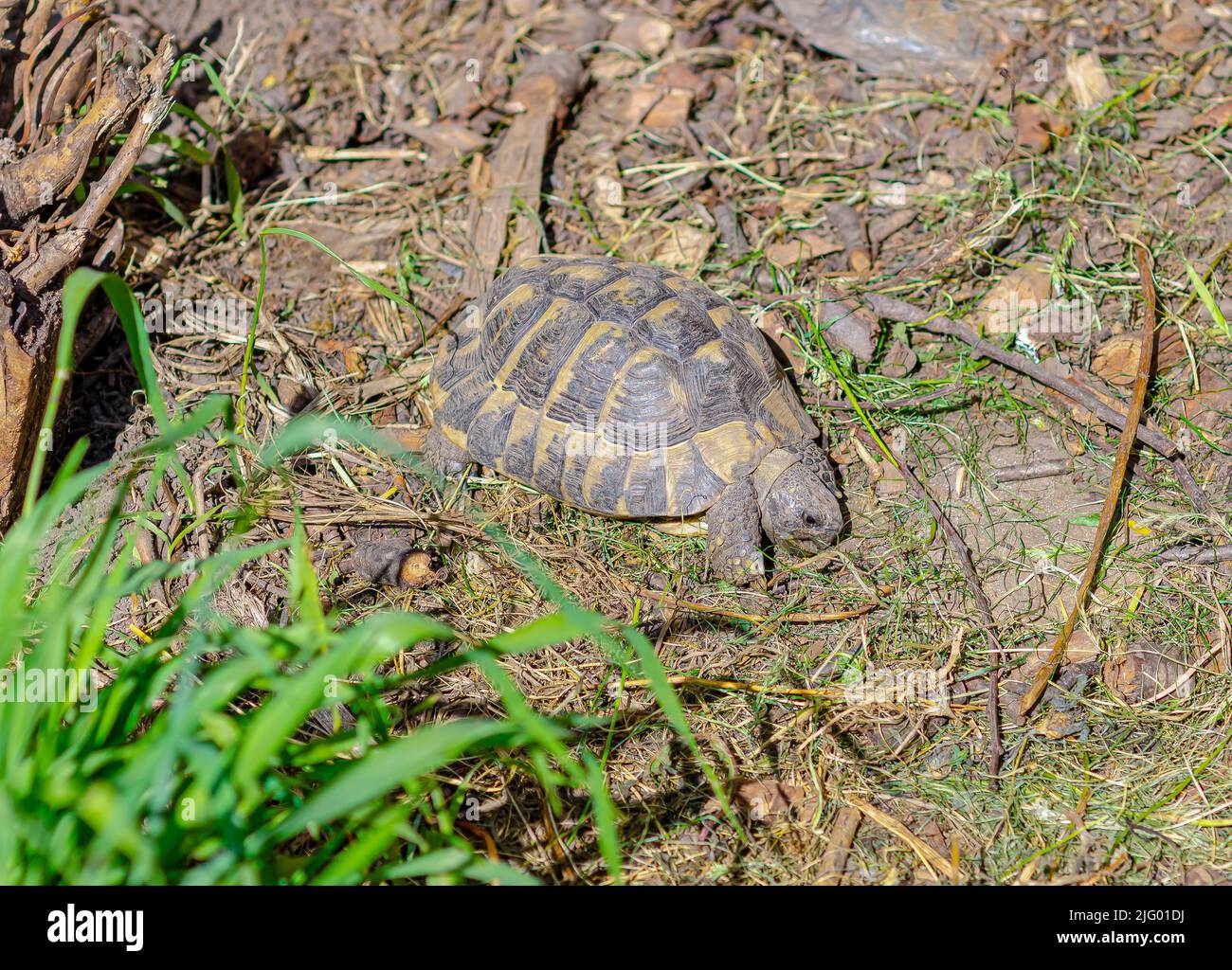 Greek turtles in aviary. Enclosed natural environment for domestic turtles. Breeding turtles. Stock Photo