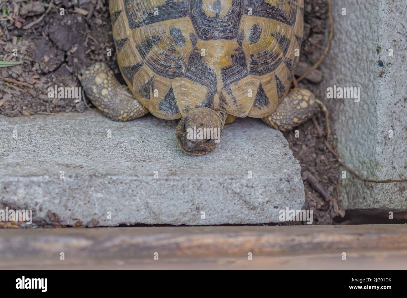 Close-up view of turtle basking near rock. Reproduction of turtles at home. Stock Photo