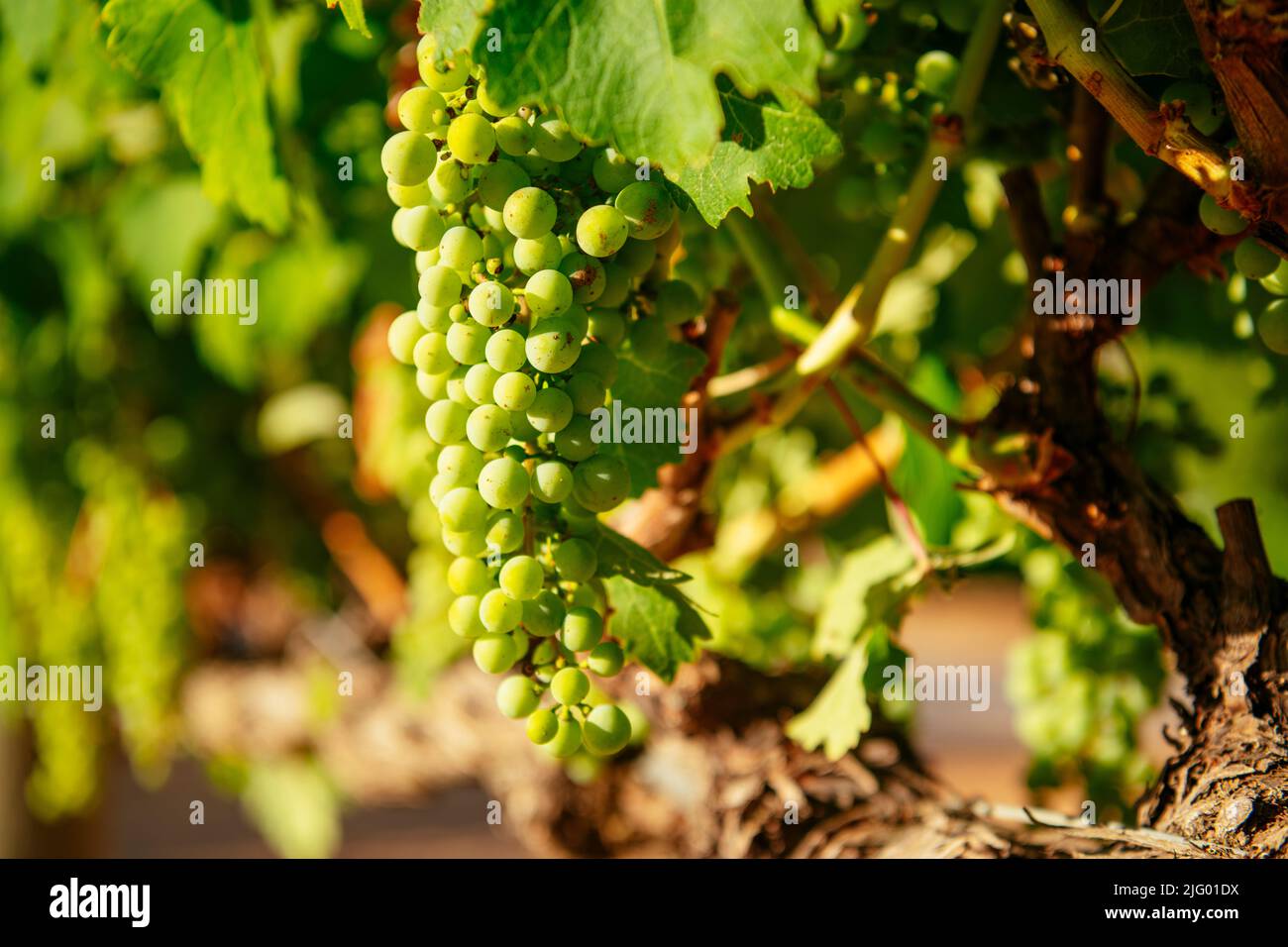 Wine grapes, Stellenbosch, Western Cape, South Africa, Africa Stock