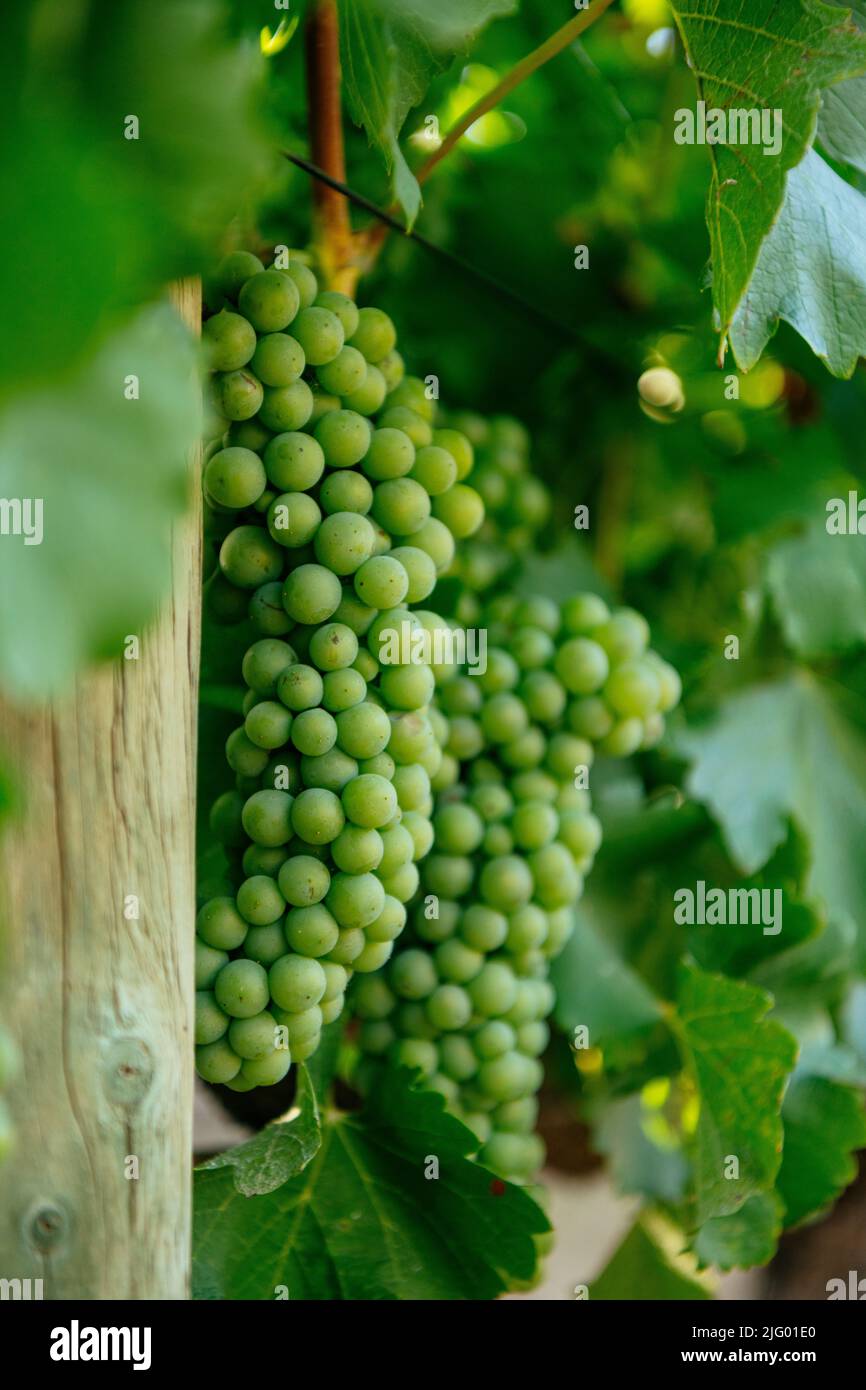 Wine grapes, Stellenbosch, Western Cape, South Africa, Africa Stock