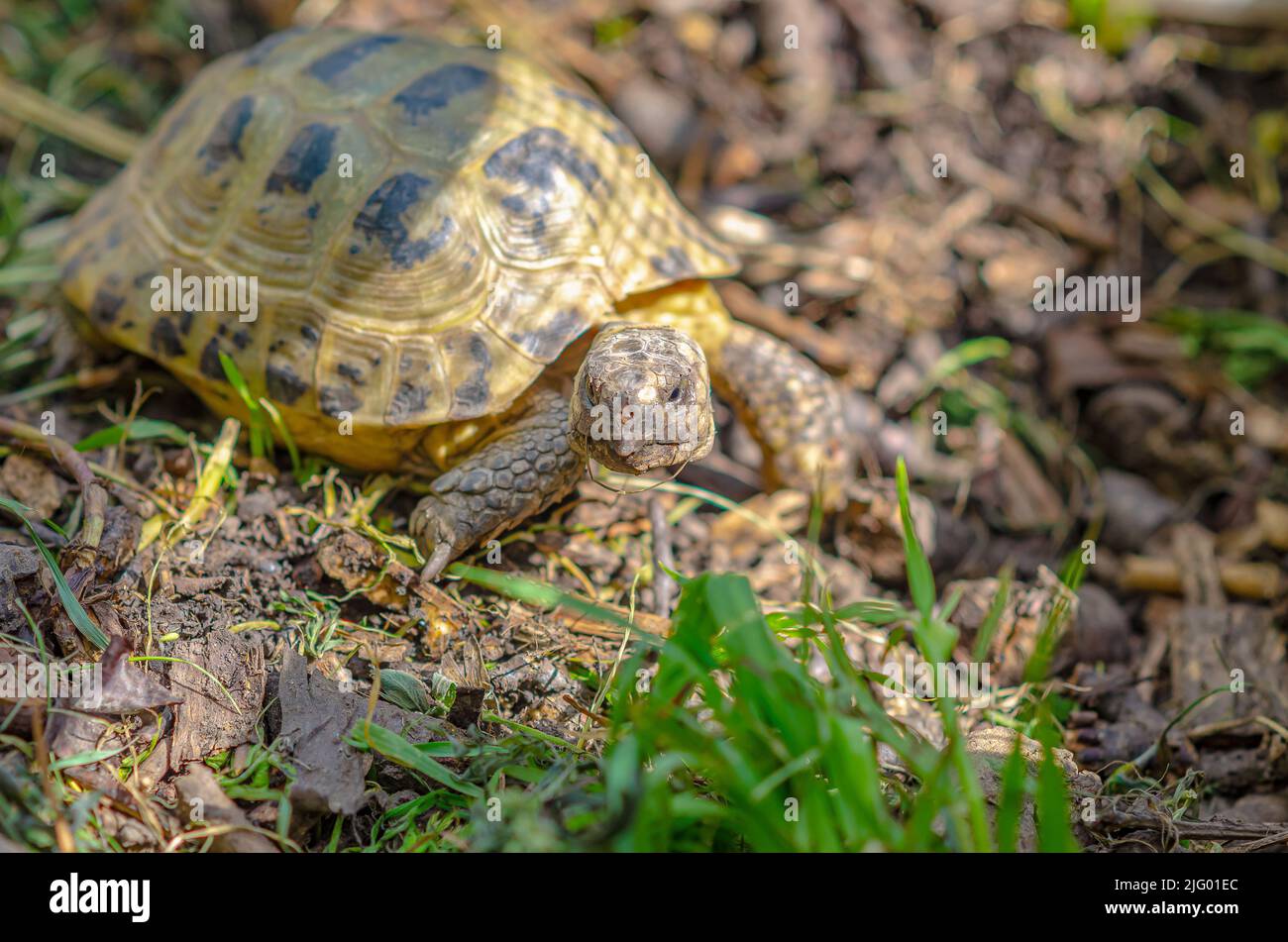 Greek turtles in aviary. Enclosed natural environment for domestic turtles. Breeding turtles. Stock Photo