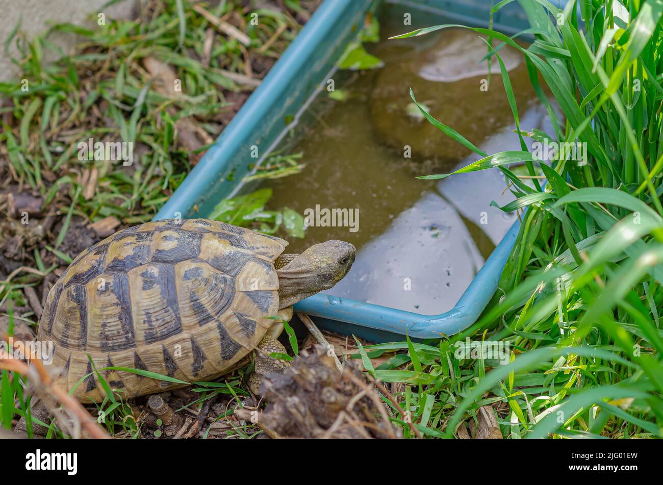 Top view of turtle going to drink water. Reproduction of turtles at home. Stock Photo