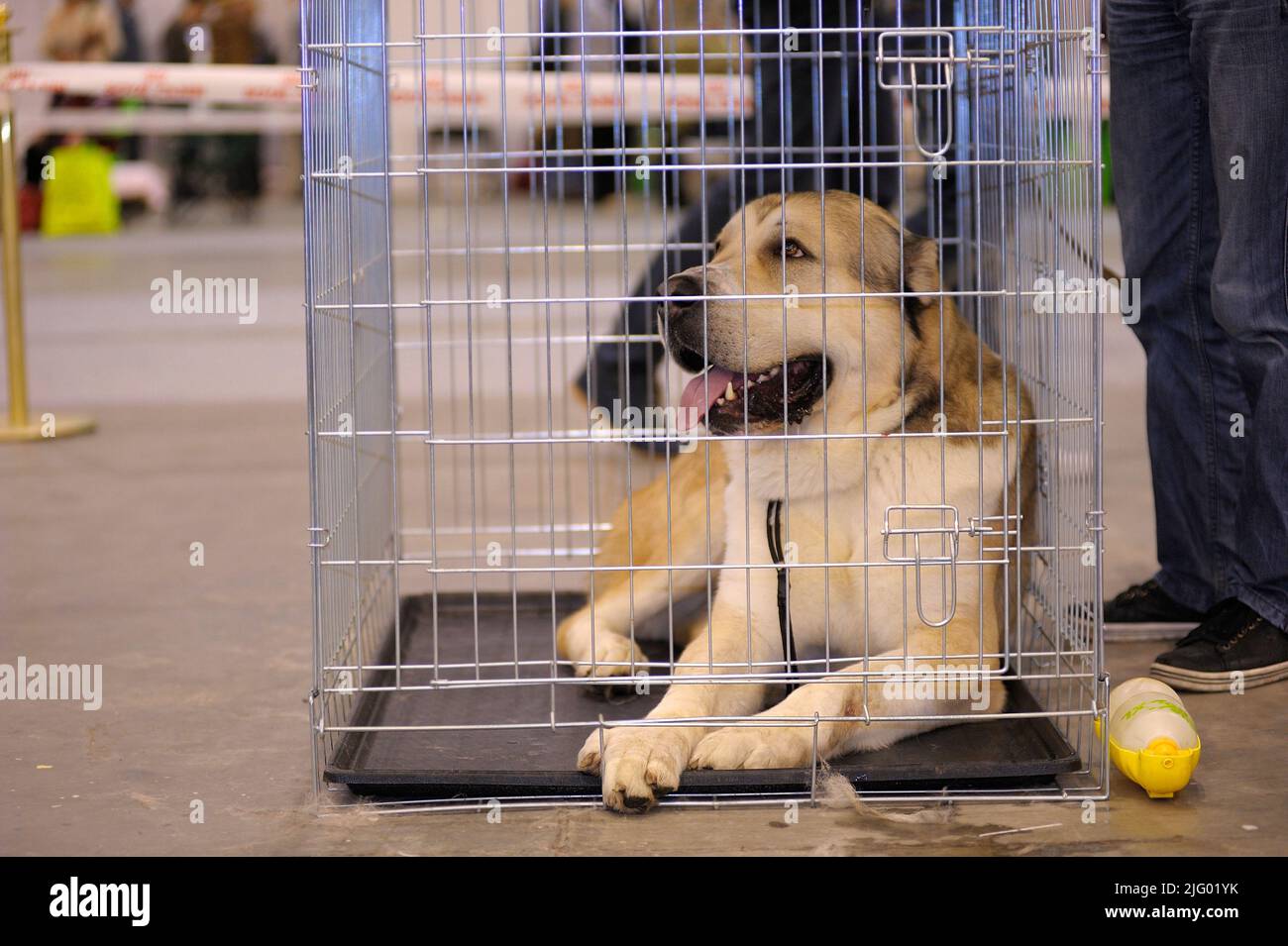 Dog of alabay breed lying in a kennel, owner legs standing near Stock ...