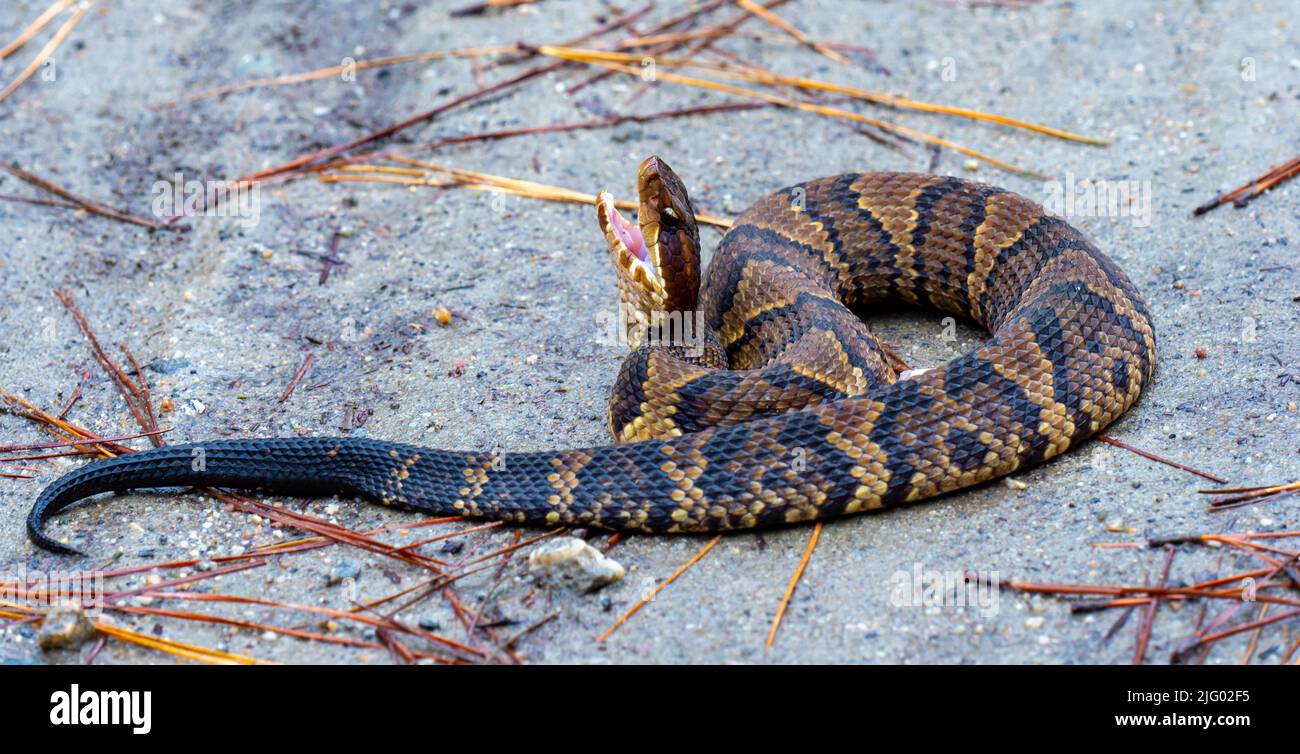 Cottonmouth Juvenile Snake that is Poisonous and Aggressive Stock Photo